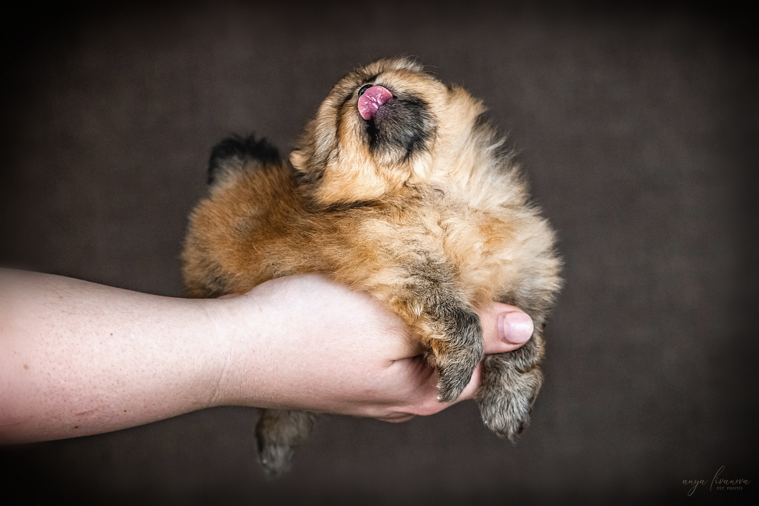 Шпицулики. Фотограф анималист Аня Ливанова | Рыбинск