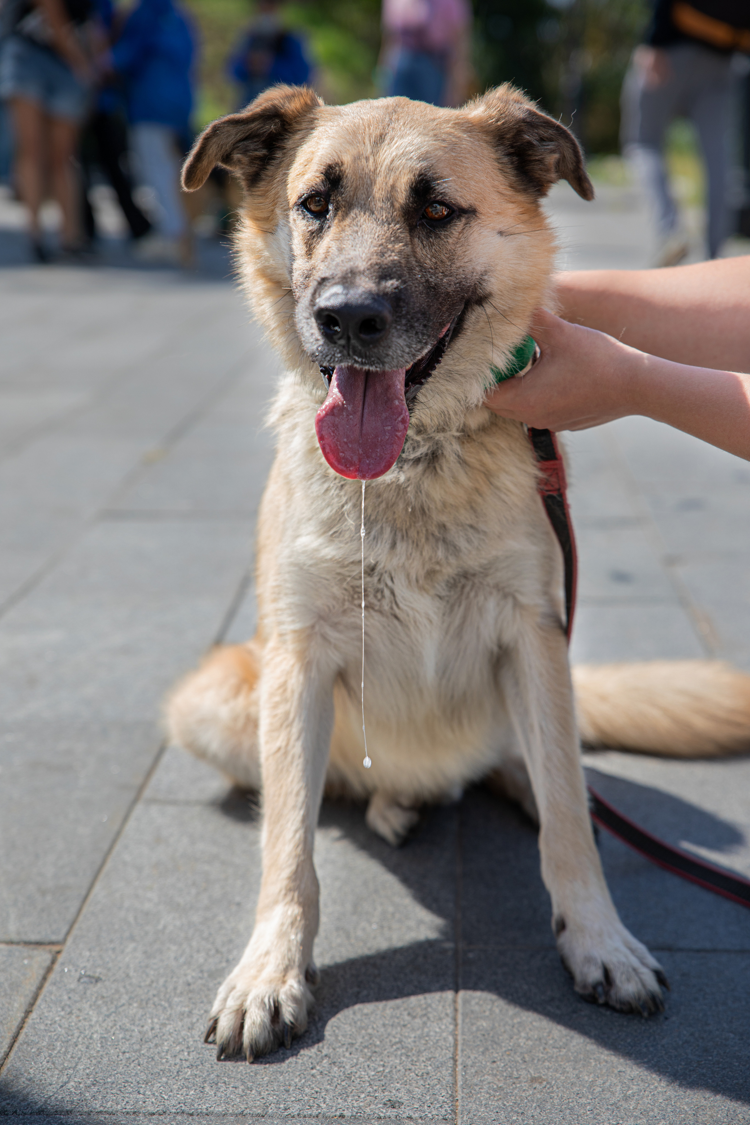 Фестиваль «Дорога домой». Семейный и частный фотограф во Владивостоке