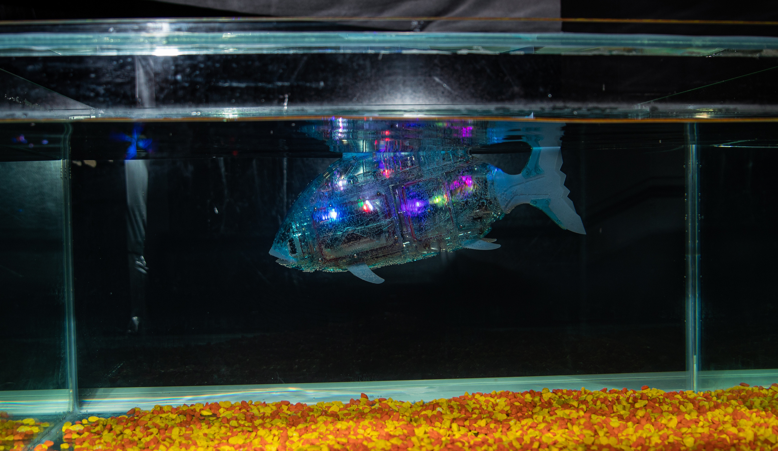 Фестиваль роботов. Семейный и частный фотограф во Владивостоке