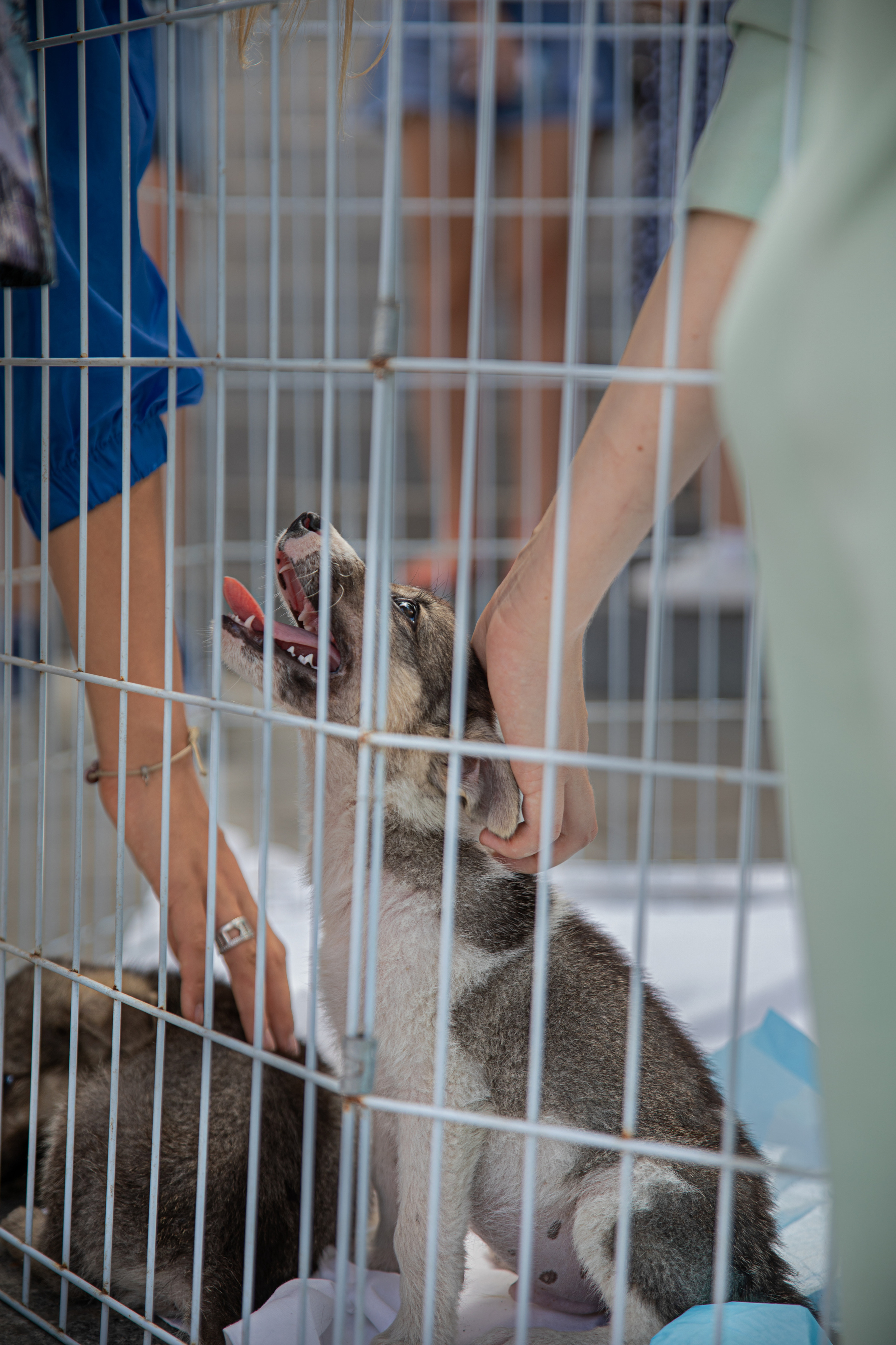 Фестиваль «Дорога домой». Семейный и частный фотограф во Владивостоке