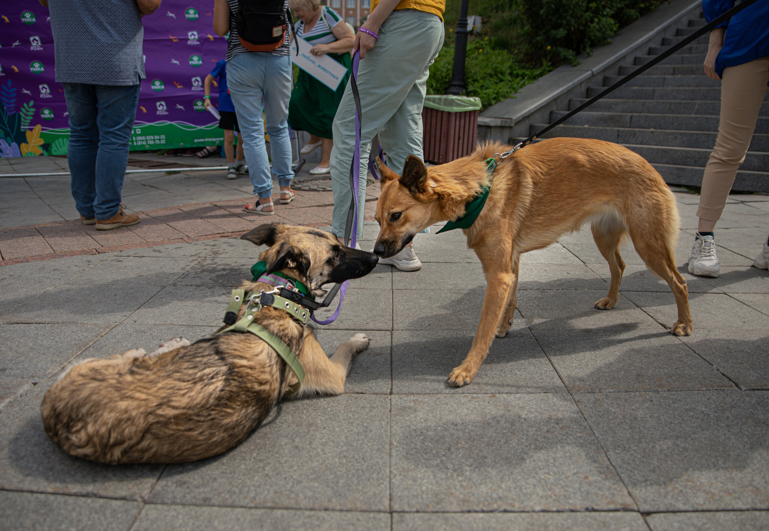 Фестиваль «Дорога домой». Семейный и частный фотограф во Владивостоке