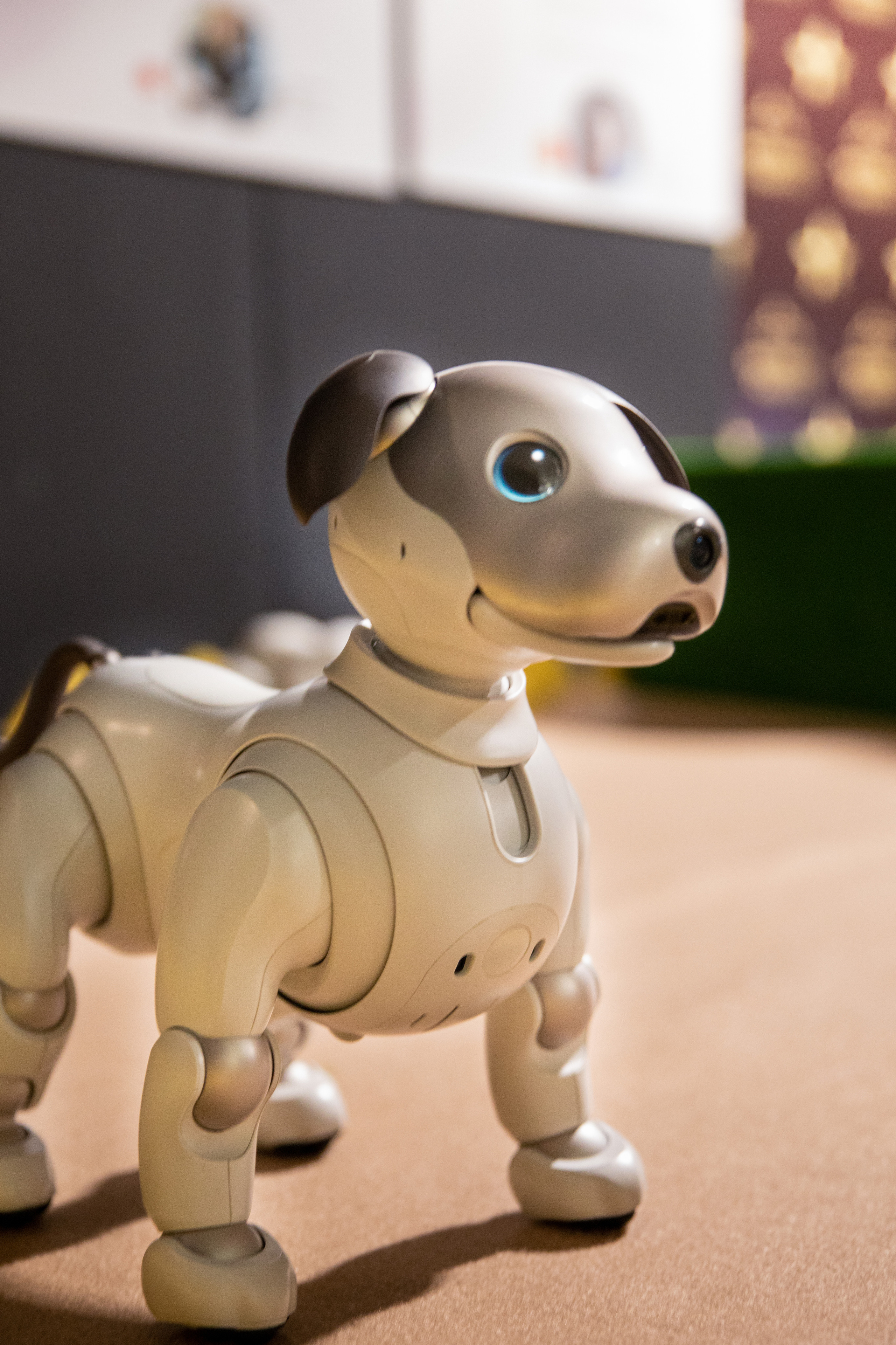 Фестиваль роботов. Семейный и частный фотограф во Владивостоке