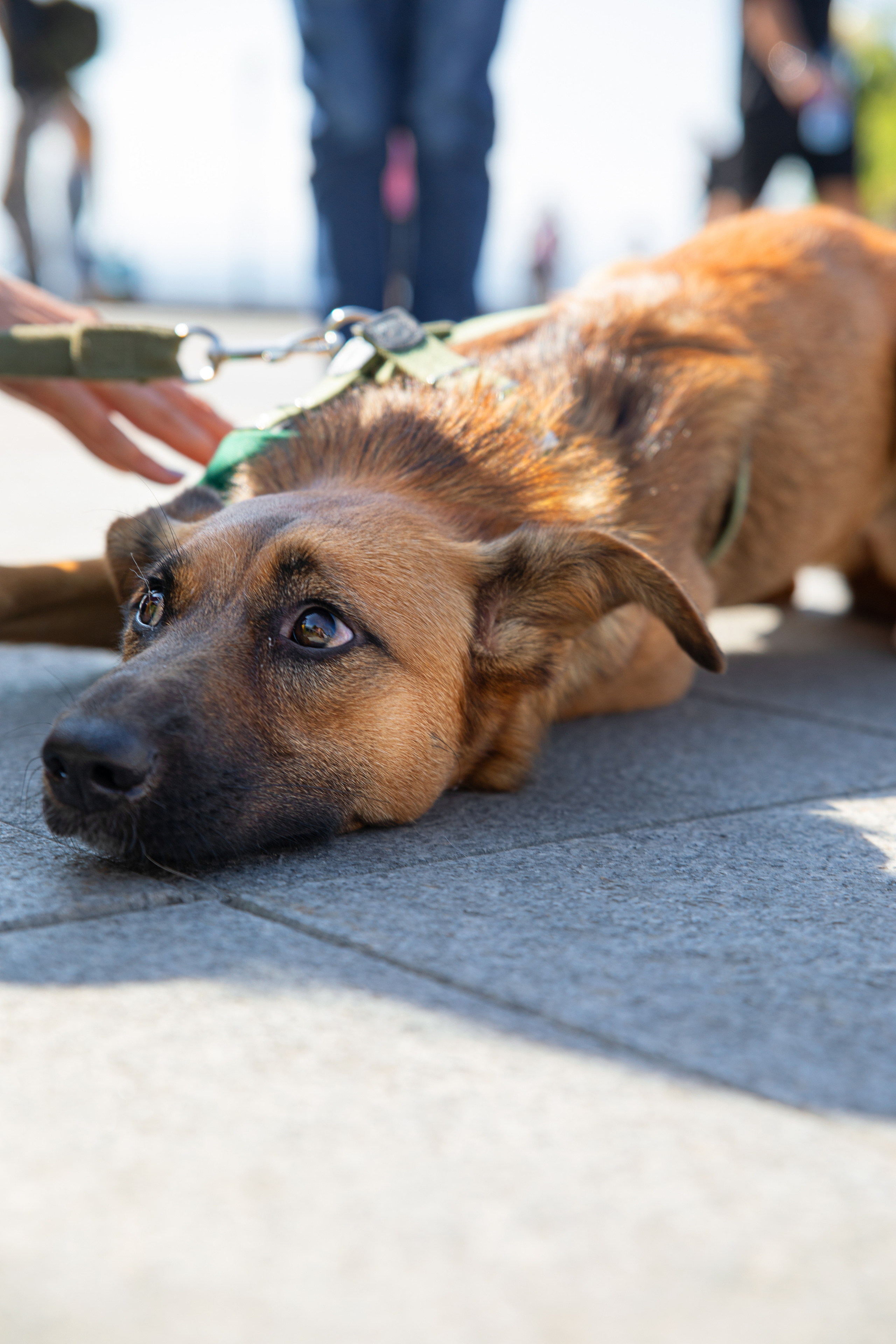 Фестиваль «Дорога домой». Семейный и частный фотограф во Владивостоке