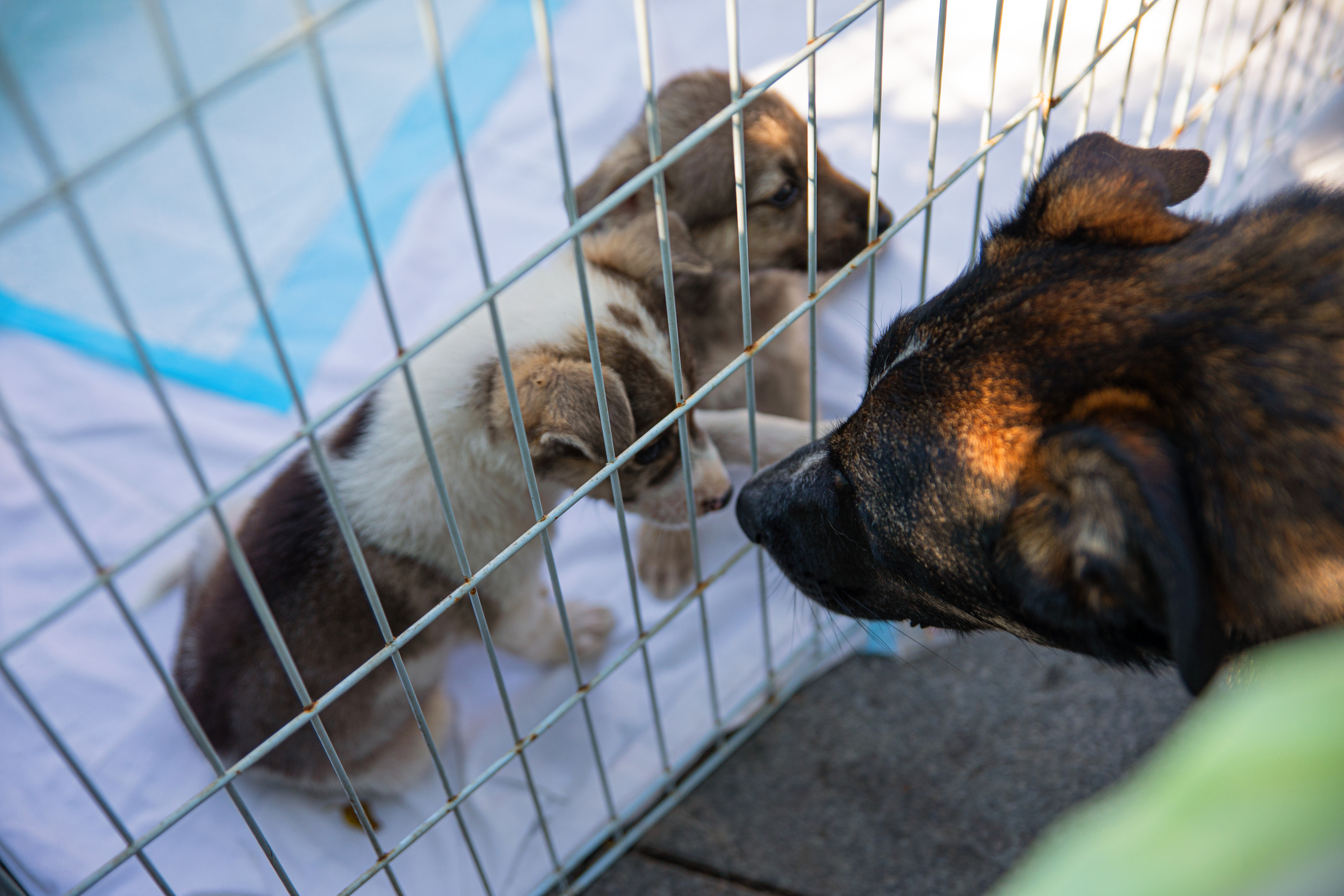 Фестиваль «Дорога домой». Семейный и частный фотограф во Владивостоке