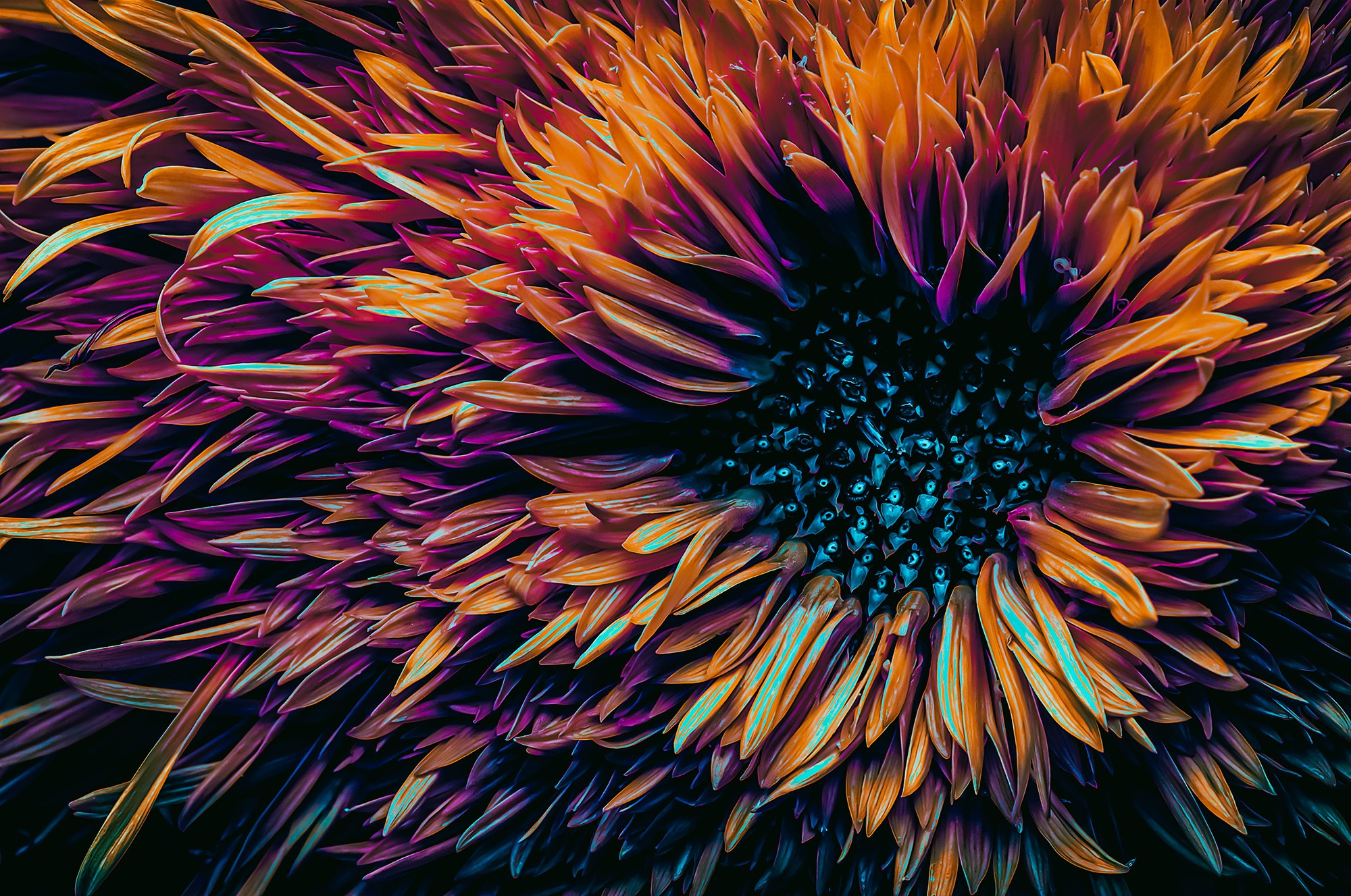 COLOURED FLOWERS. Eirene G |  Photoartist | Flowers from my garden