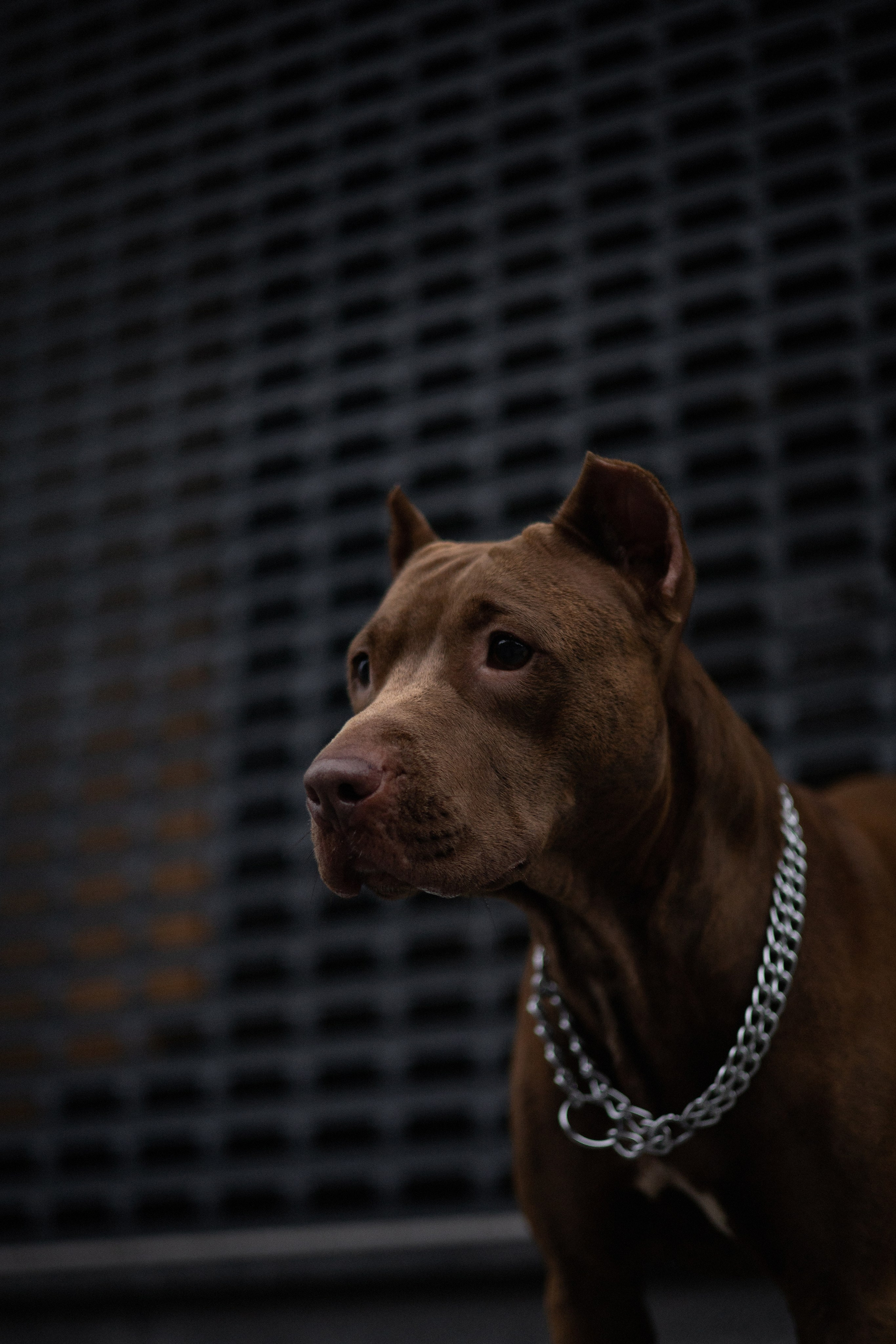 Оля и герда. Фотограф — анималист Владивосток, Алина