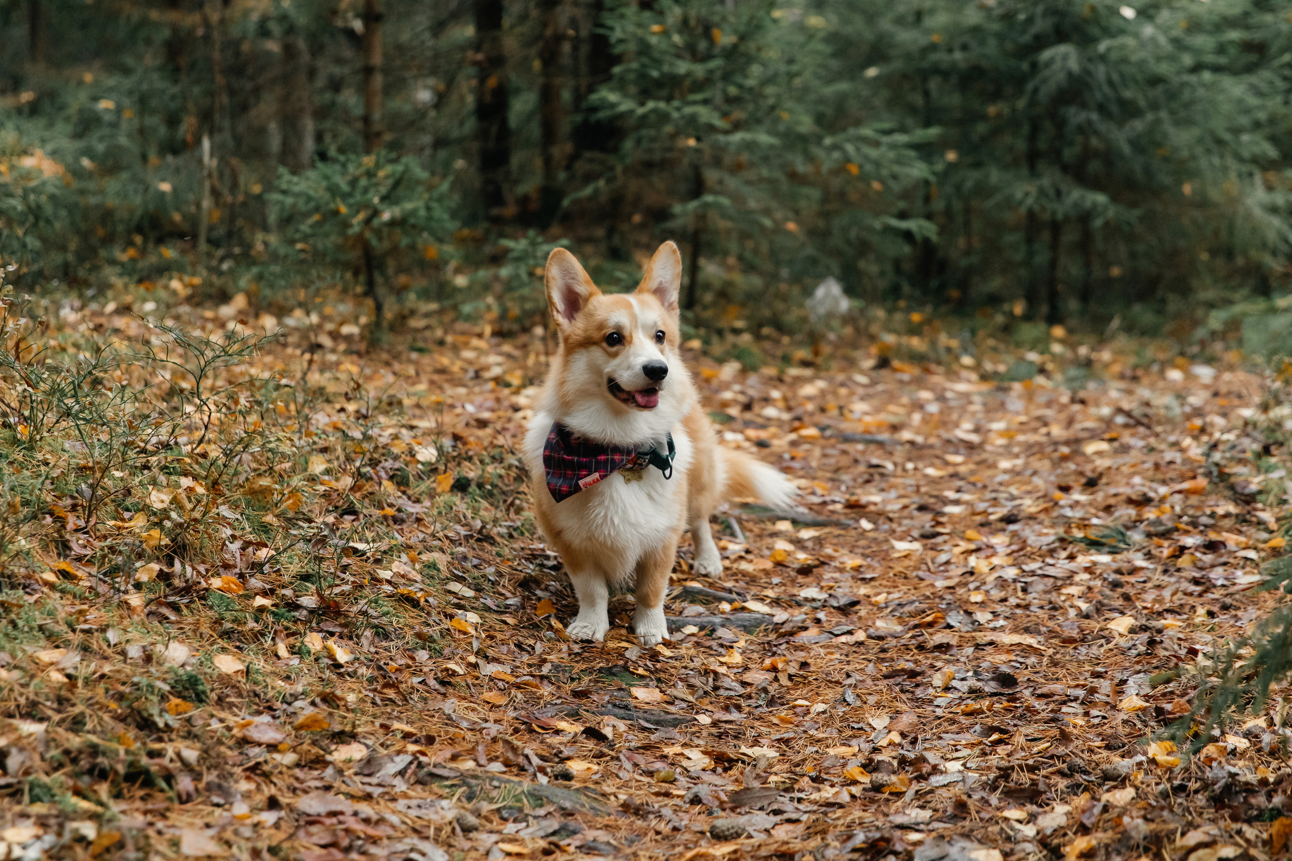 Екатерина и Михаил, 09.11. Свадебный фотограф  в Санкт-Петербурге Волощук Евгений