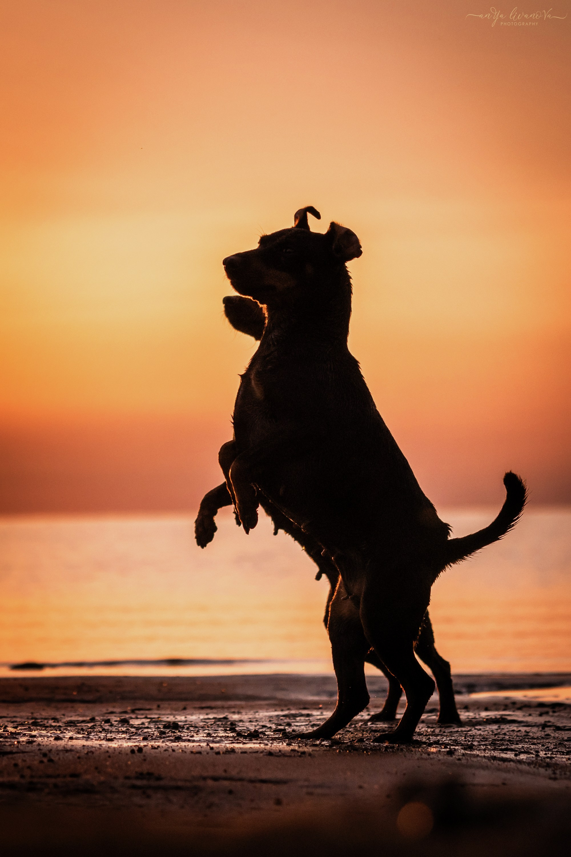 Ляля — Маня — Плюша закат. Фотограф анималист Аня Ливанова | Рыбинск