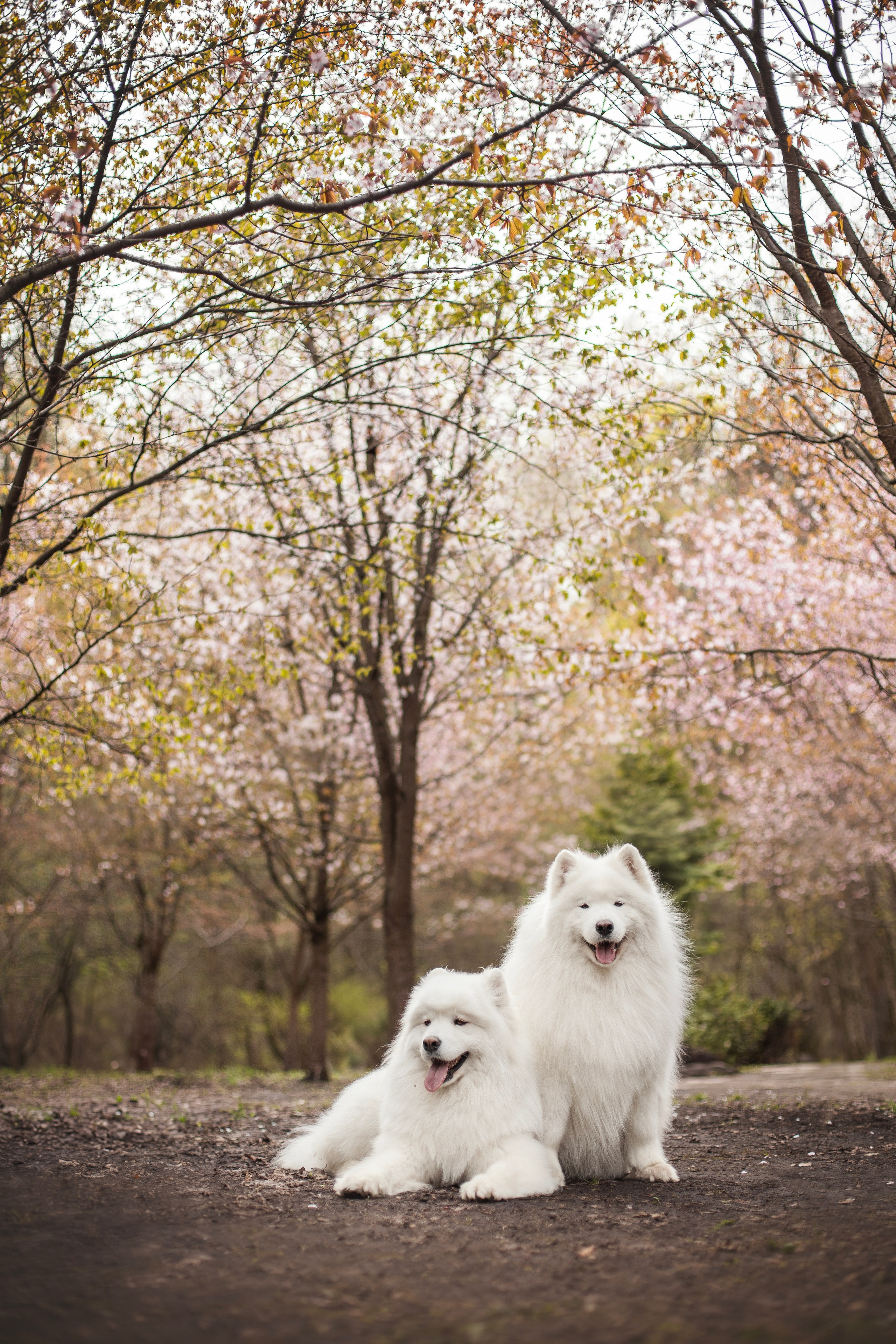 Фото собак, животных весной. Фотограф анималист в Москве Майорова Евгения