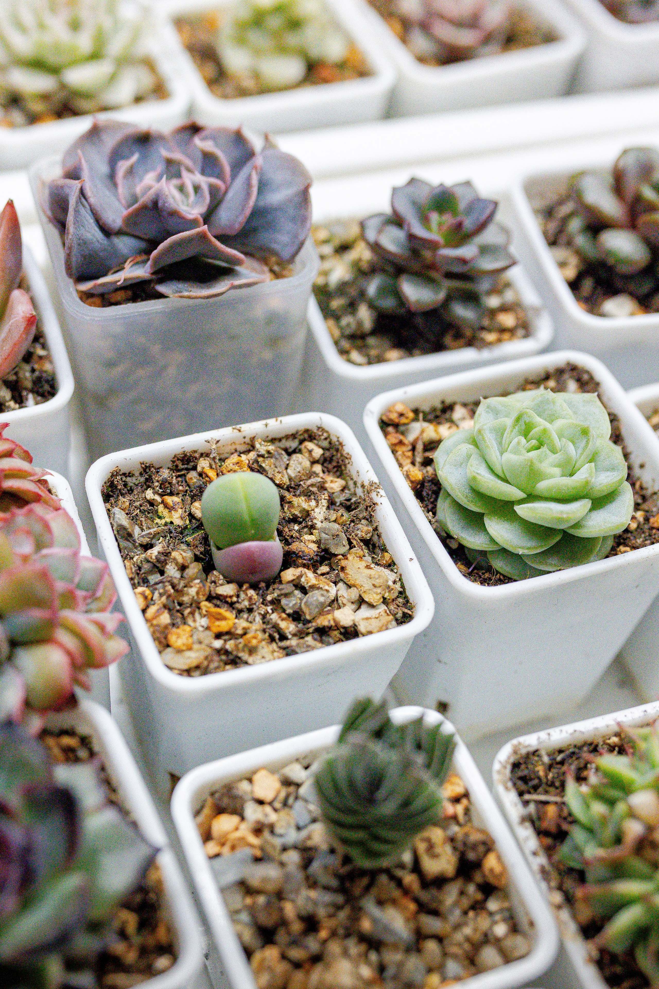 Growbox 1–2 марта. Александра Куликова фотограф, Москва