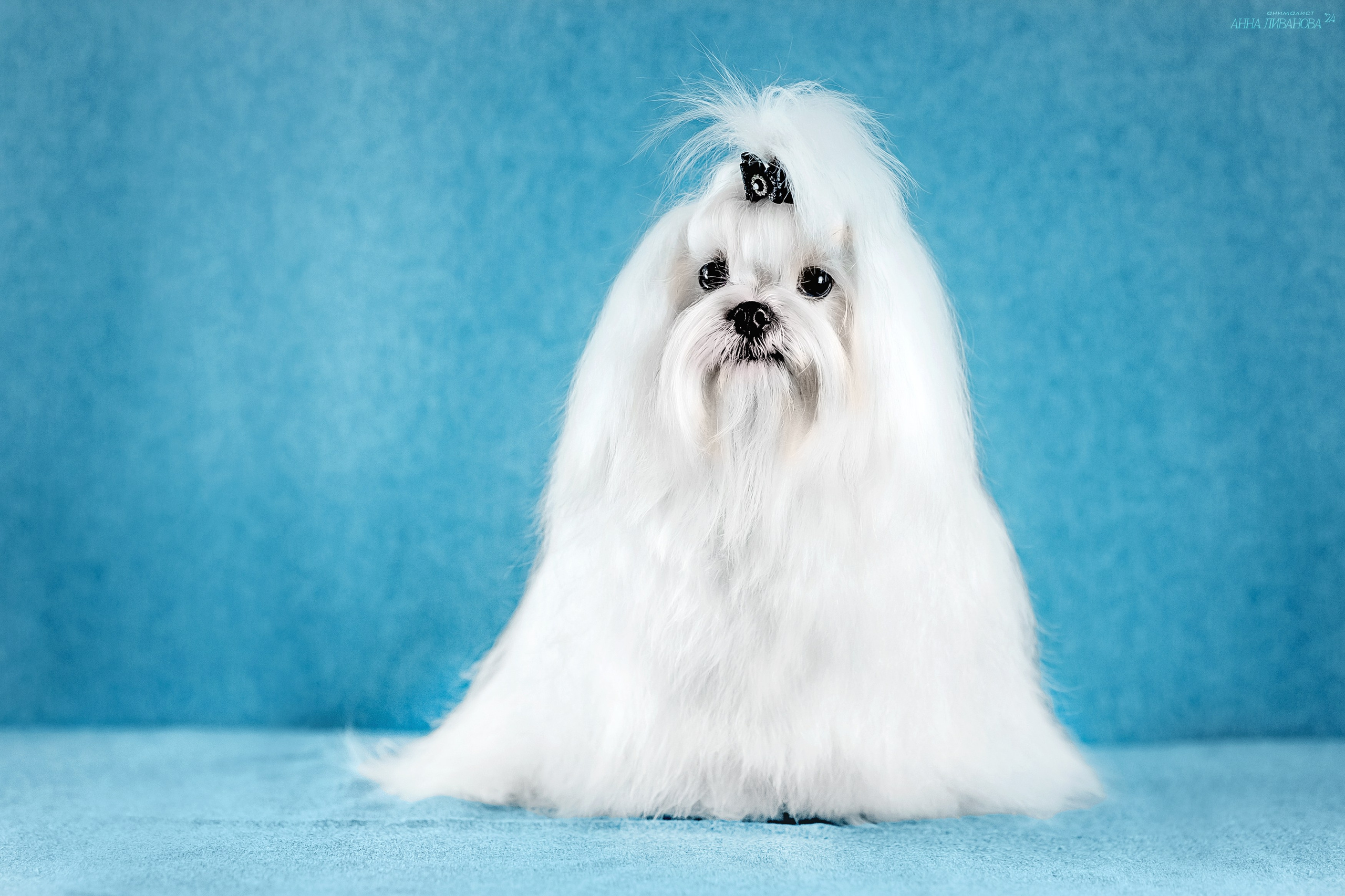 Мальтезе. Фотограф анималист Аня Ливанова | Рыбинск