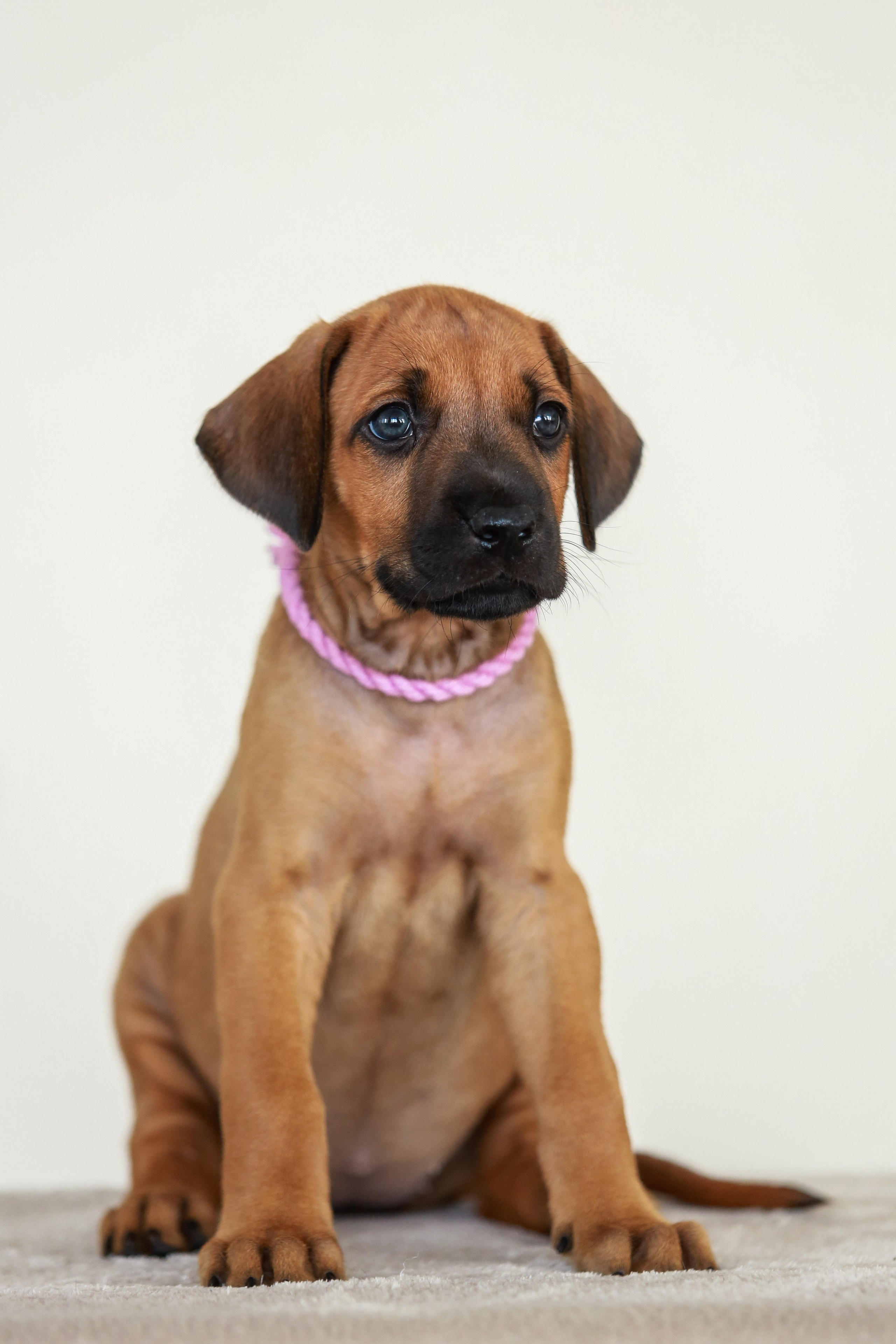 Щенки. Семейный и детский фотограф в Москве Мария Быкова