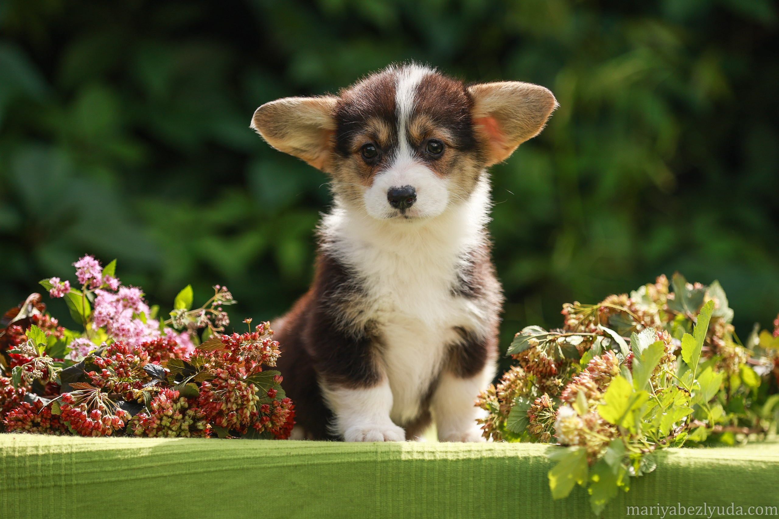 Щенки. Семейный и детский фотограф в Москве Мария Быкова