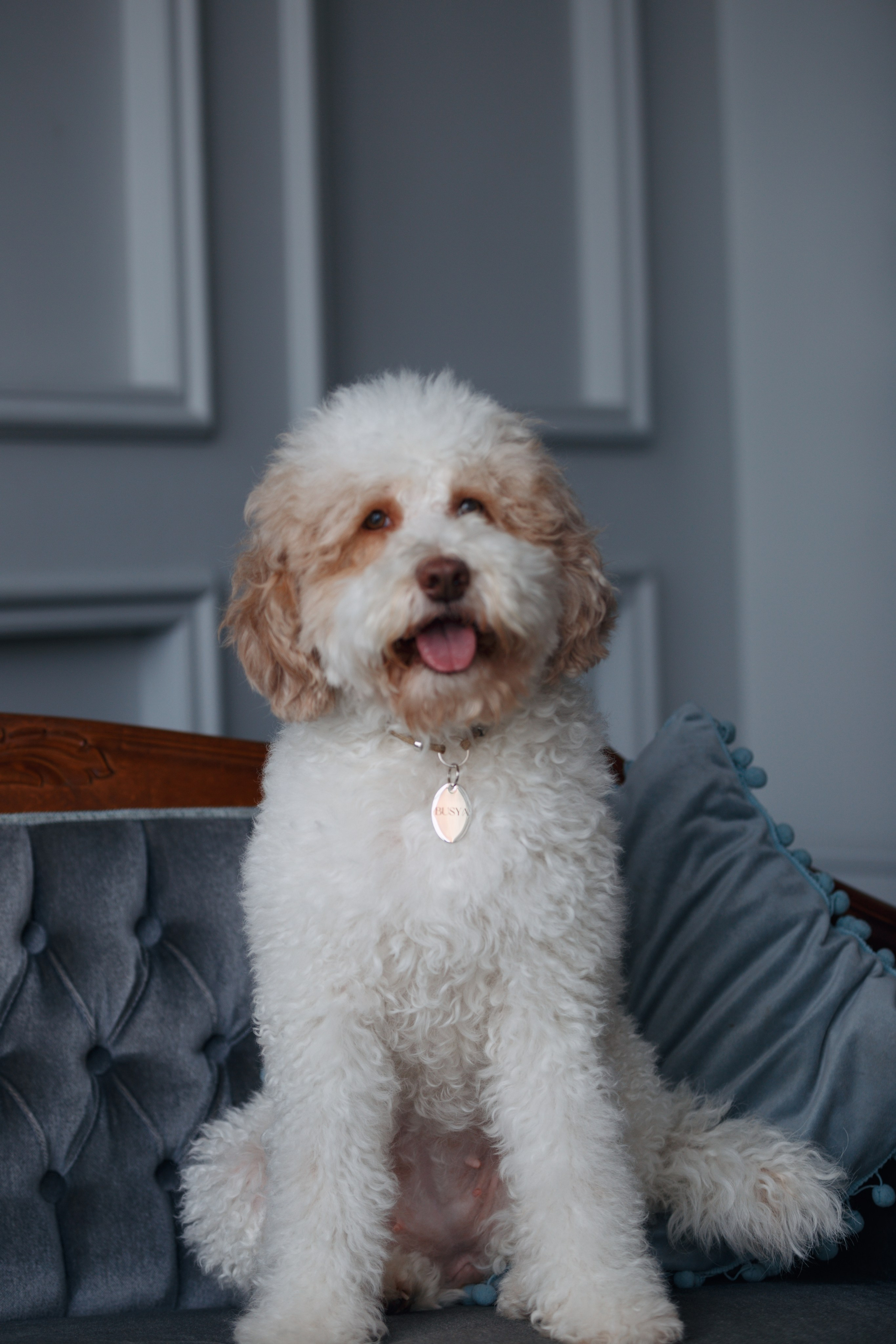 Bmbh лежанки и адресники. Фотограф анималист Кристина Карпова, Москва