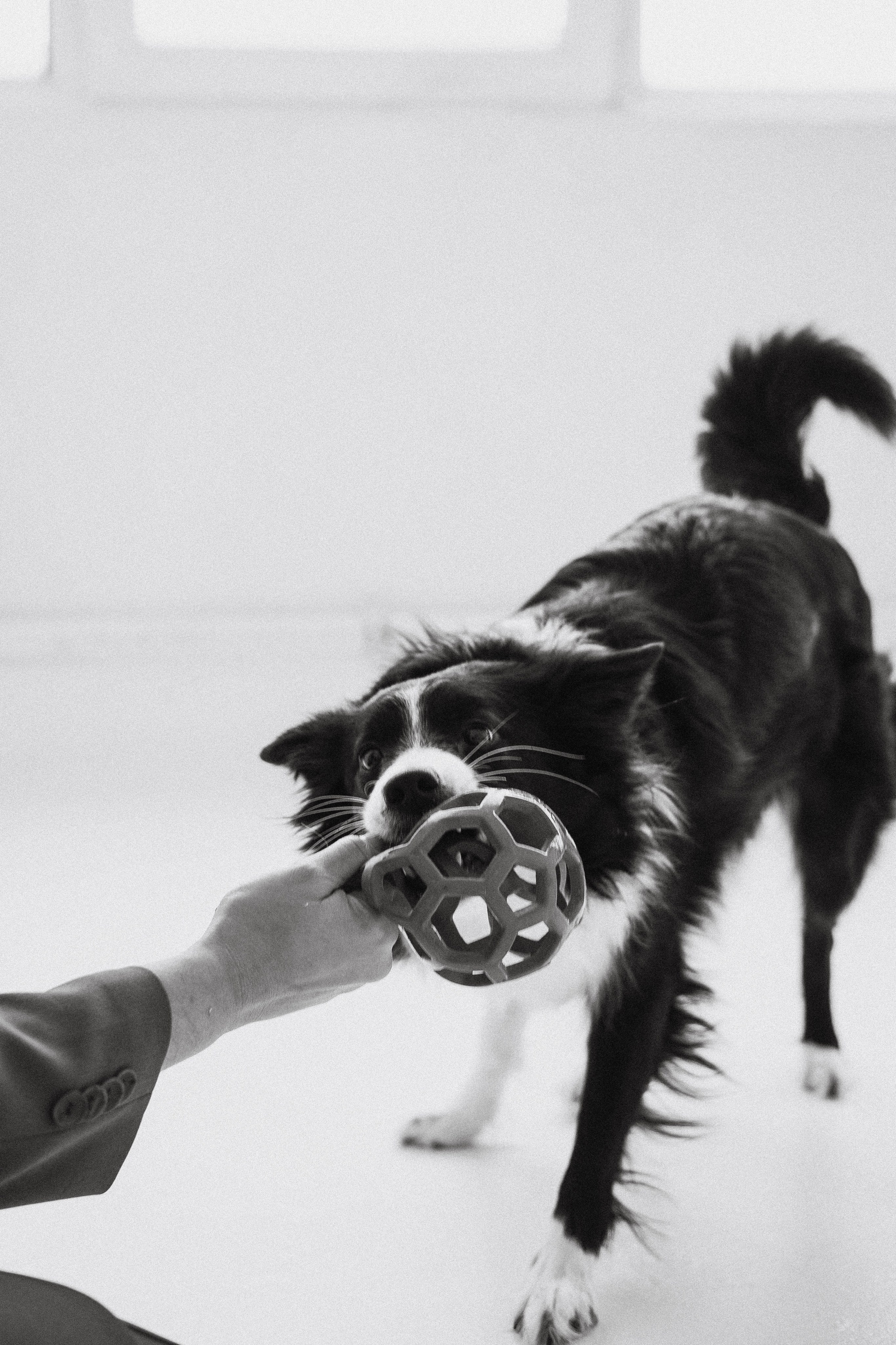 Катя и Райли. Фотограф-анималист Богданова Полина