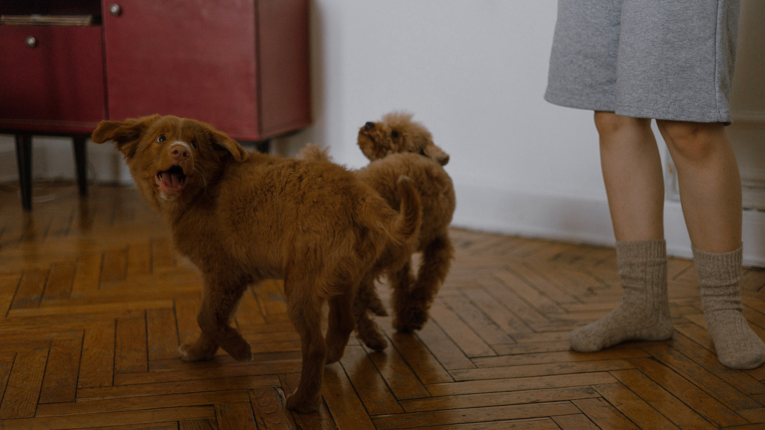 Маша, Одди и Нэвил. Фотограф-анималист Богданова Полина
