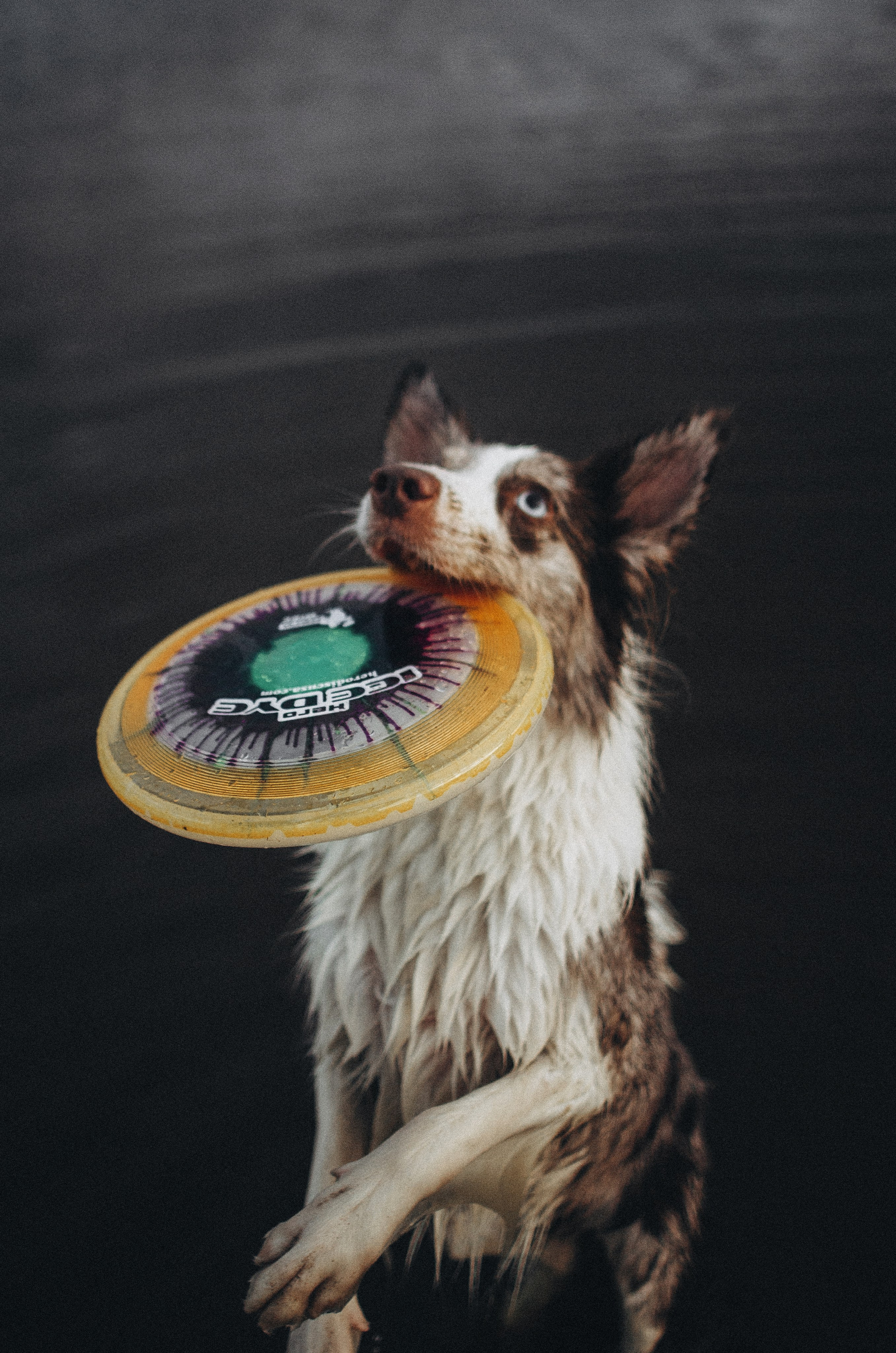 Алина и Бруна. Фотограф-анималист Богданова Полина