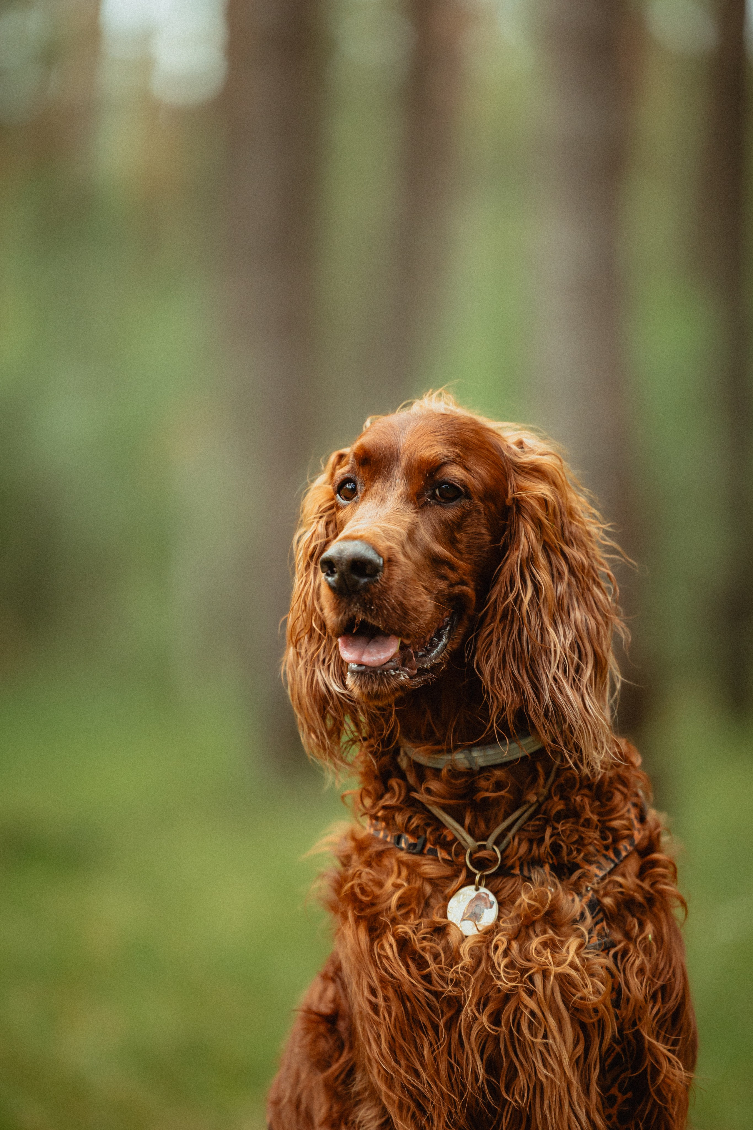 Выездной дог-тренинг от школы «Шерсть имею»