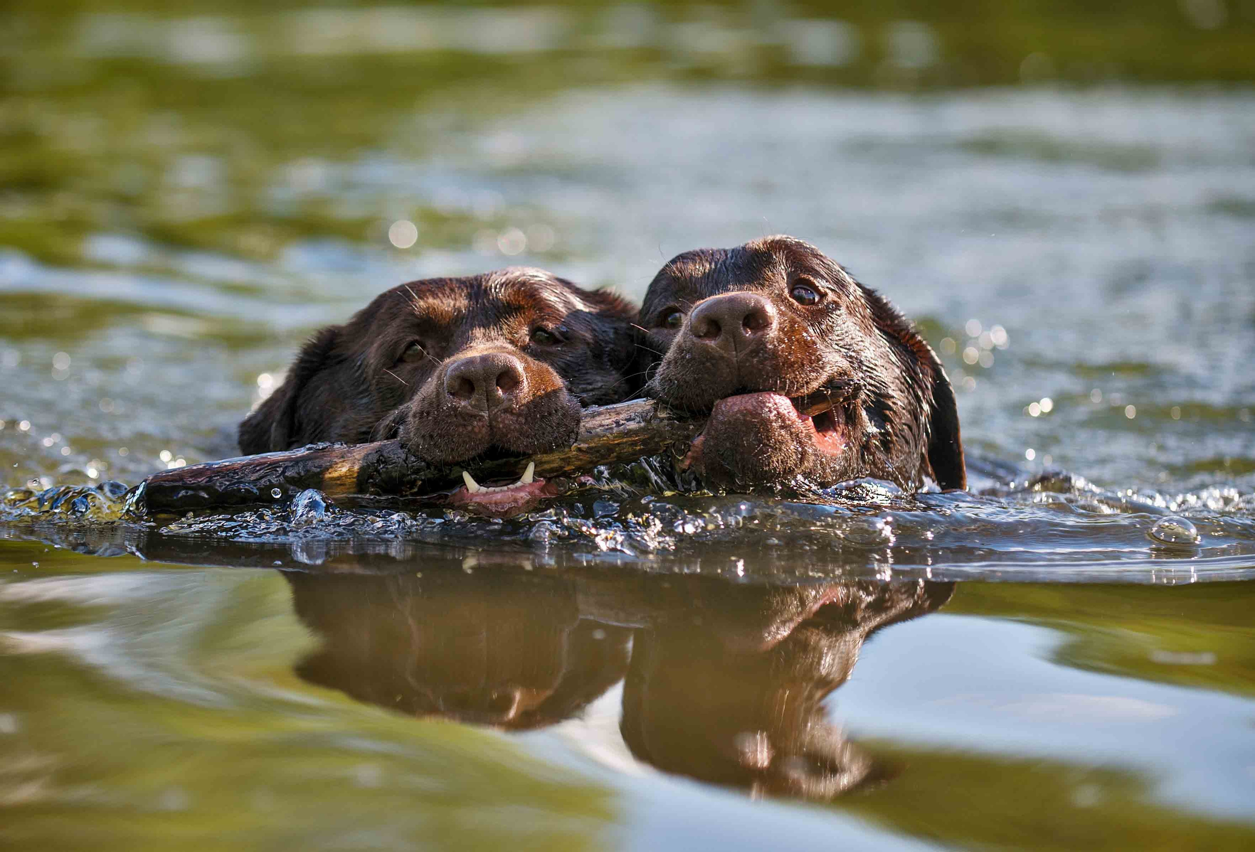 Собаки. Портретная и свадебная фотосъемка. Москва и область