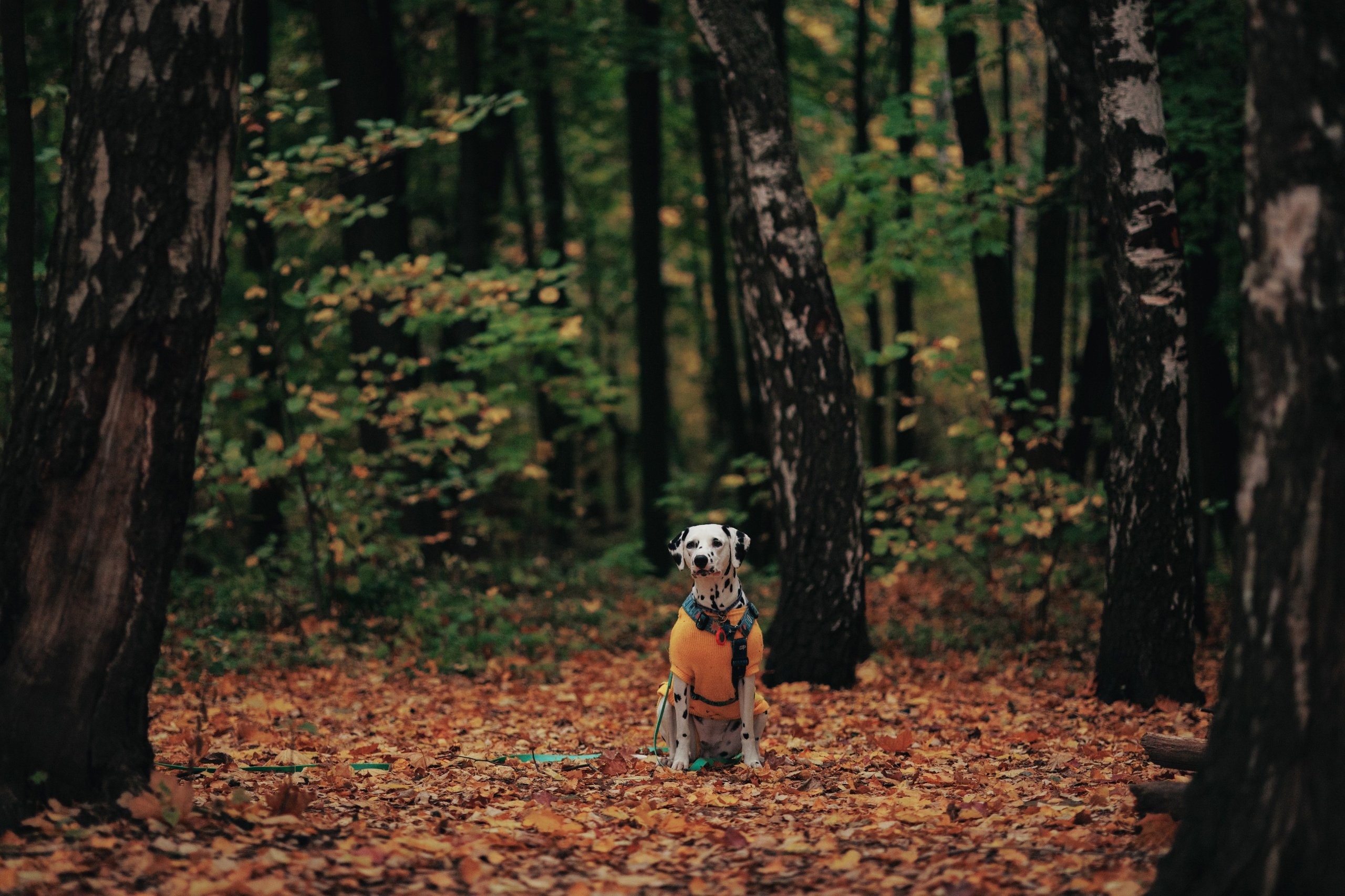 Съемка с собакой. Анастасия Белаш