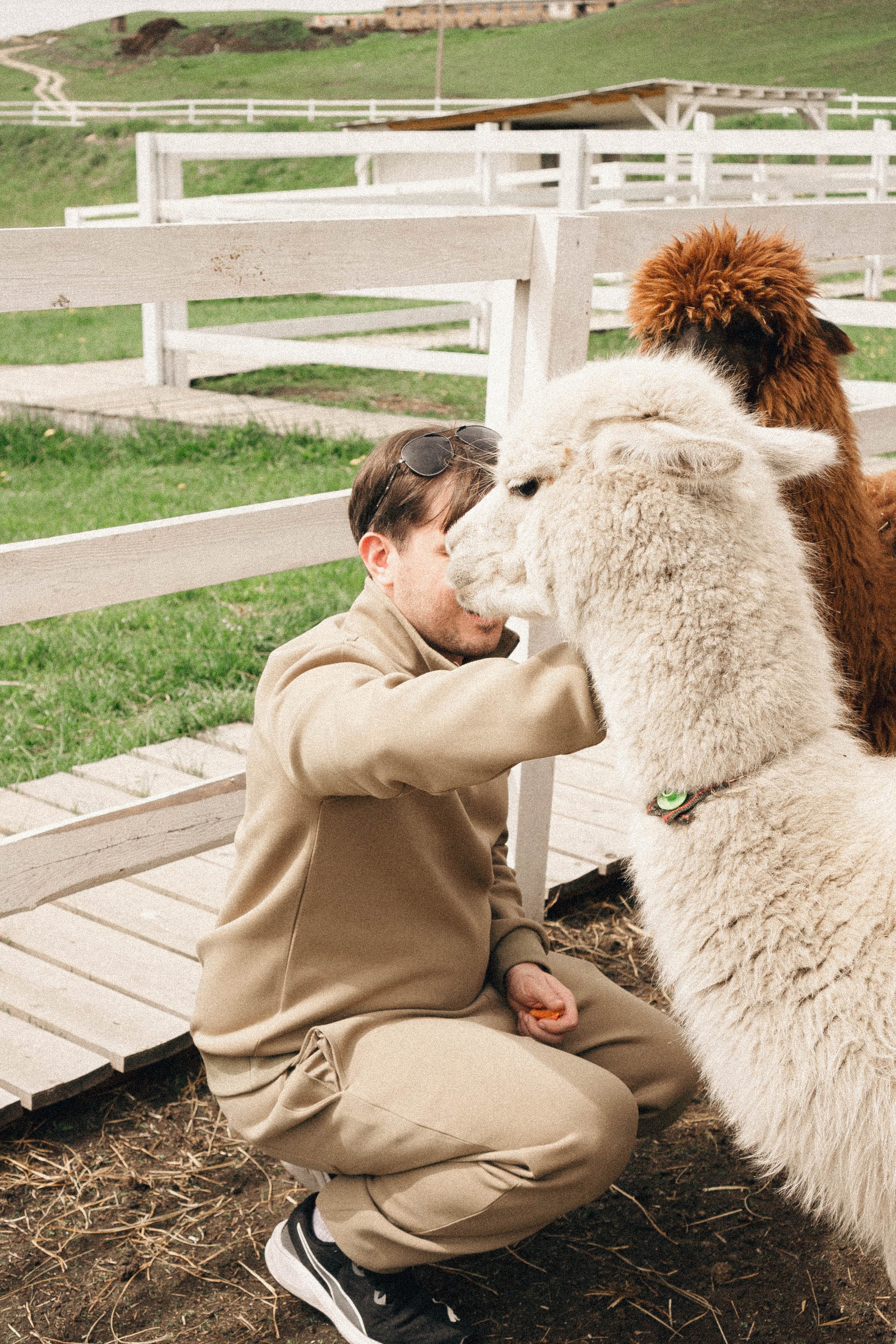 Ферма Альпак. Профессиональный фотограф, Санкт-Петербург — Виктория Богомолова