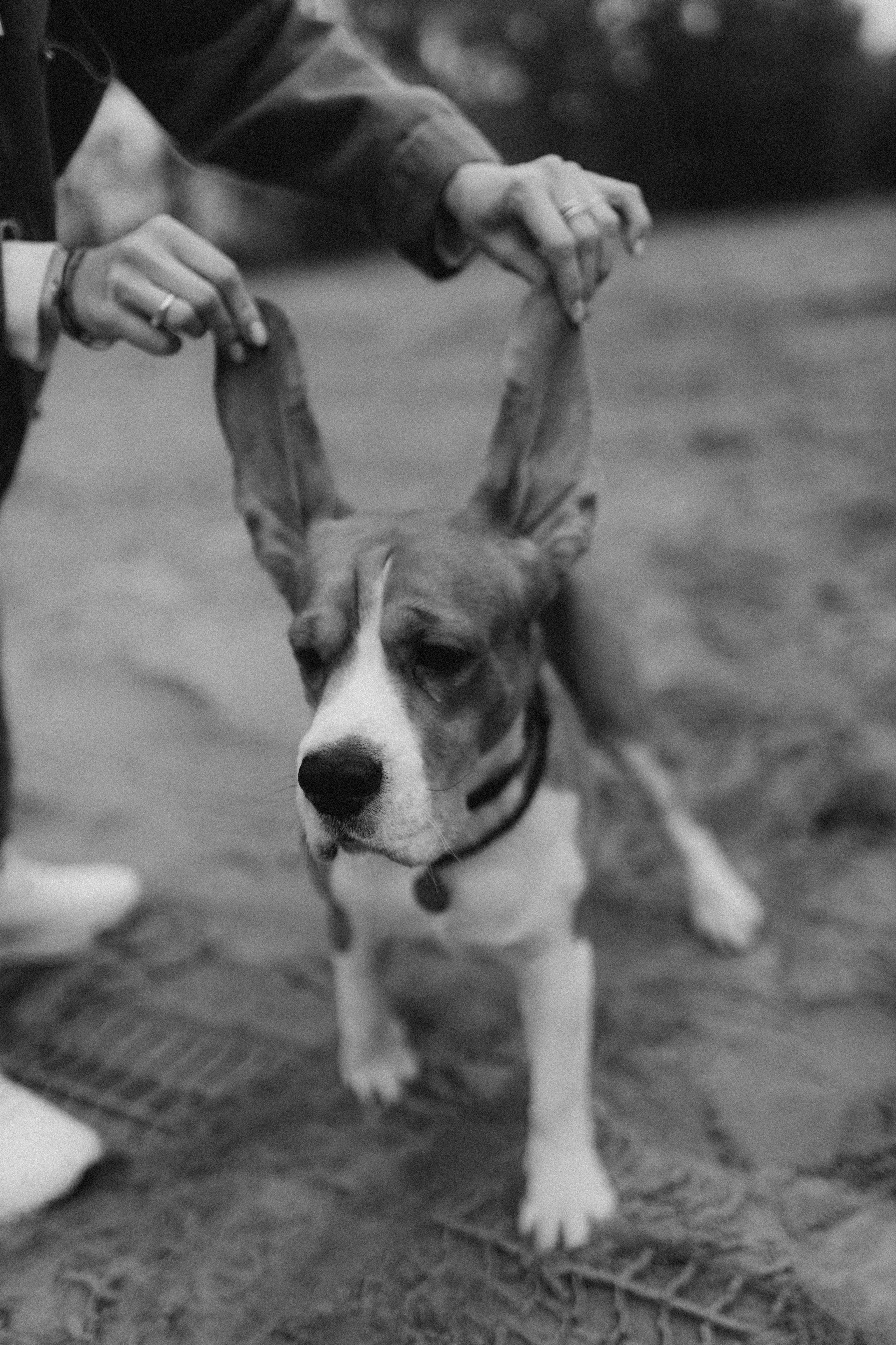 Ксюша & Федя. Прогулка с Лайдом. Фотограф НОГИНСК, Москва, Анастасия Белая