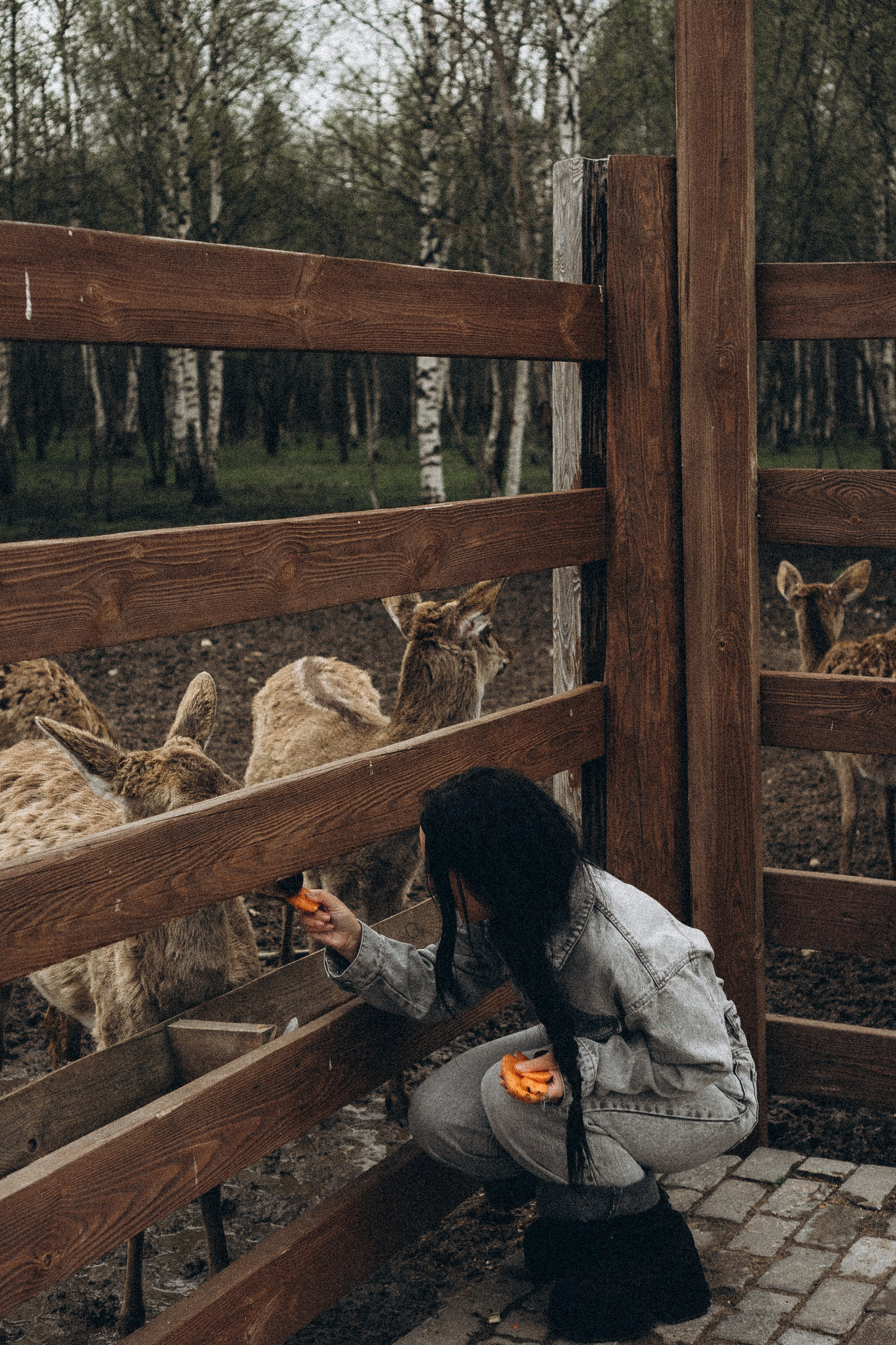 ОЛЕНЬЯ ФЕРМА В ТВЕРИ. Профессиональный фотограф, Санкт-Петербург — Виктория Богомолова
