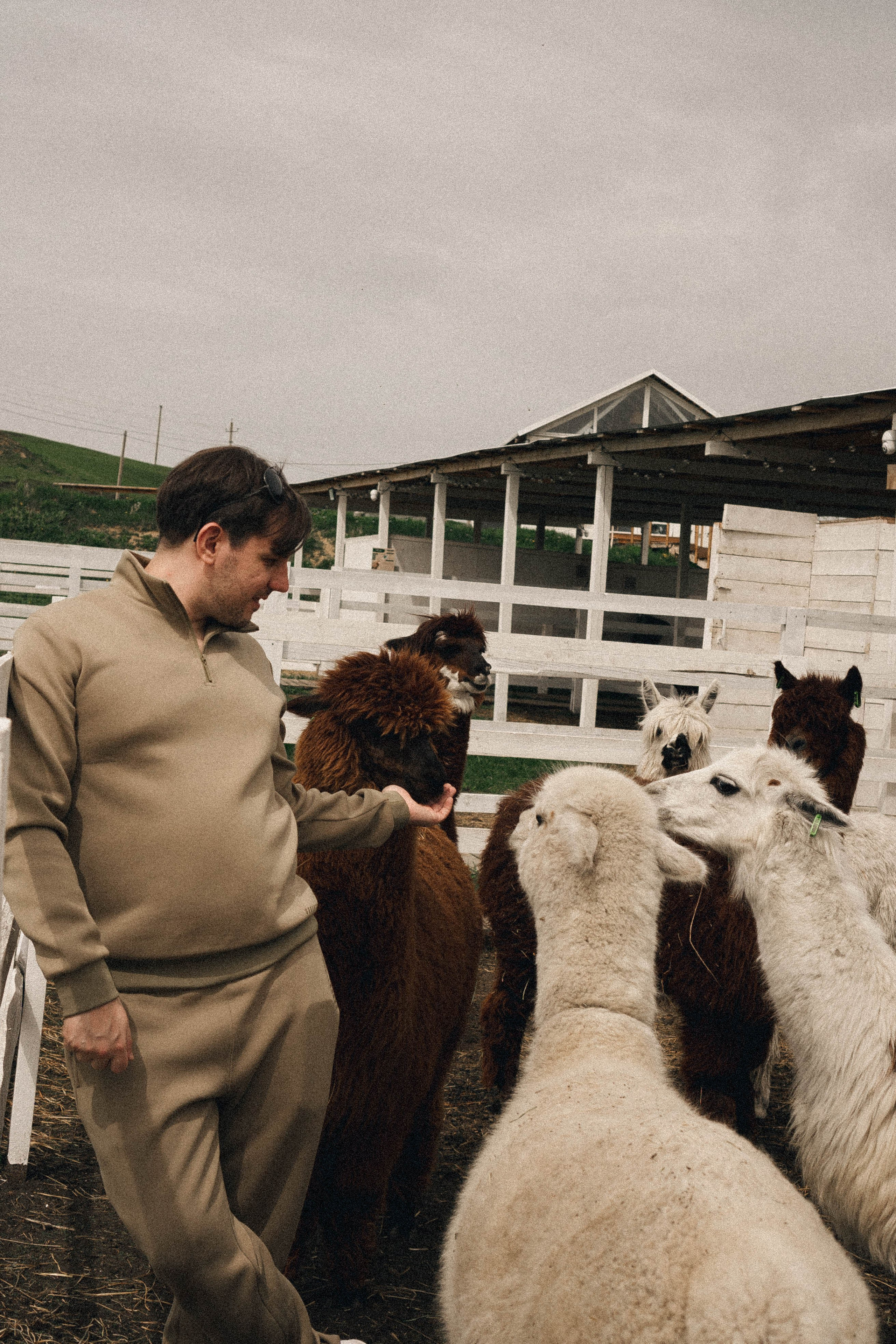 Ферма Альпак. Профессиональный фотограф, Санкт-Петербург — Виктория Богомолова