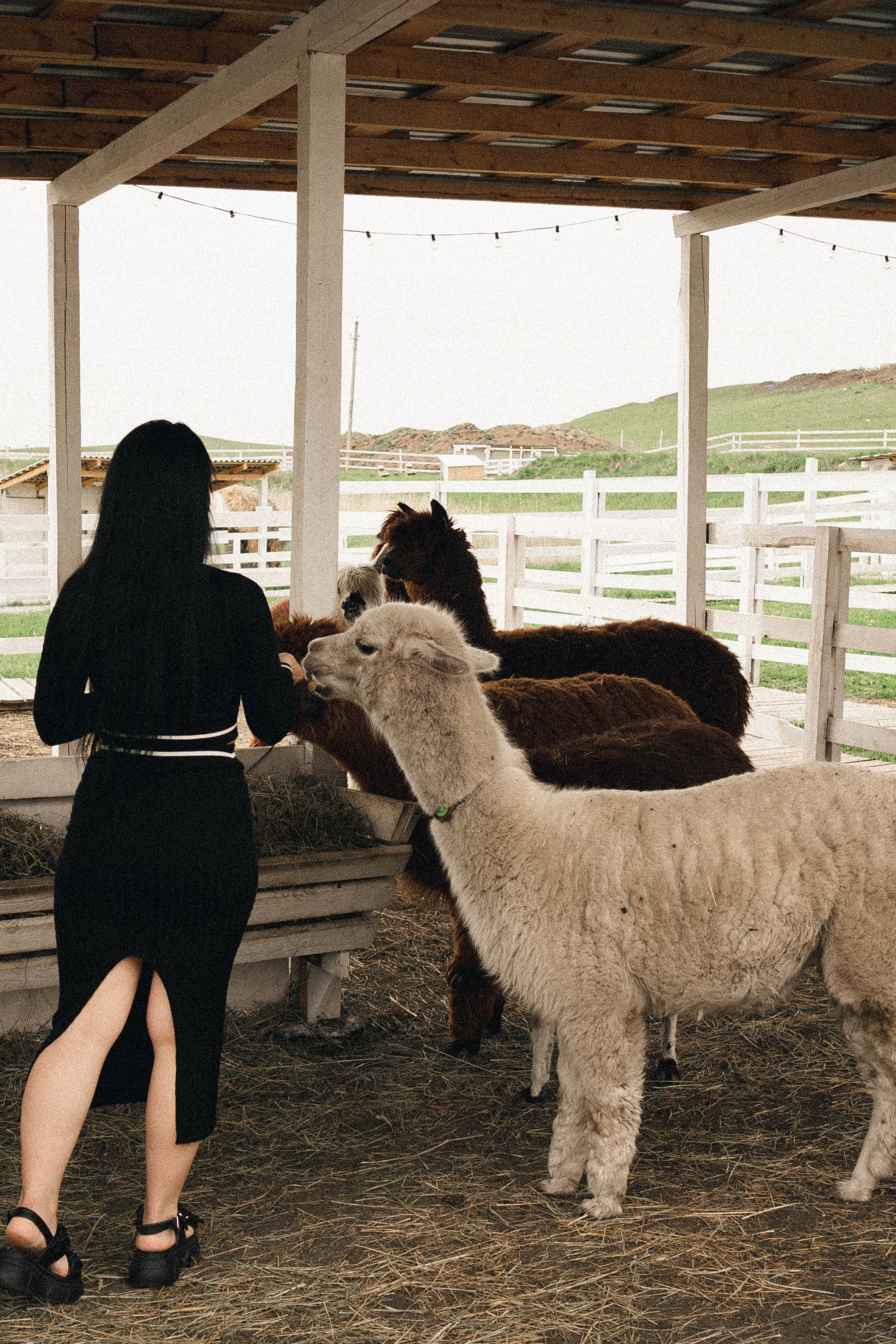 Ферма Альпак. Профессиональный фотограф, Санкт-Петербург — Виктория Богомолова