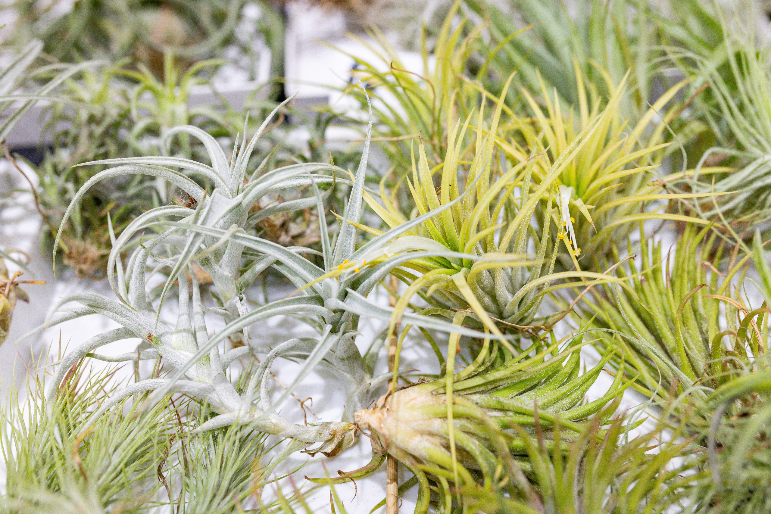 Орхидиум сентябрь 2025. Александра Куликова фотограф, Москва