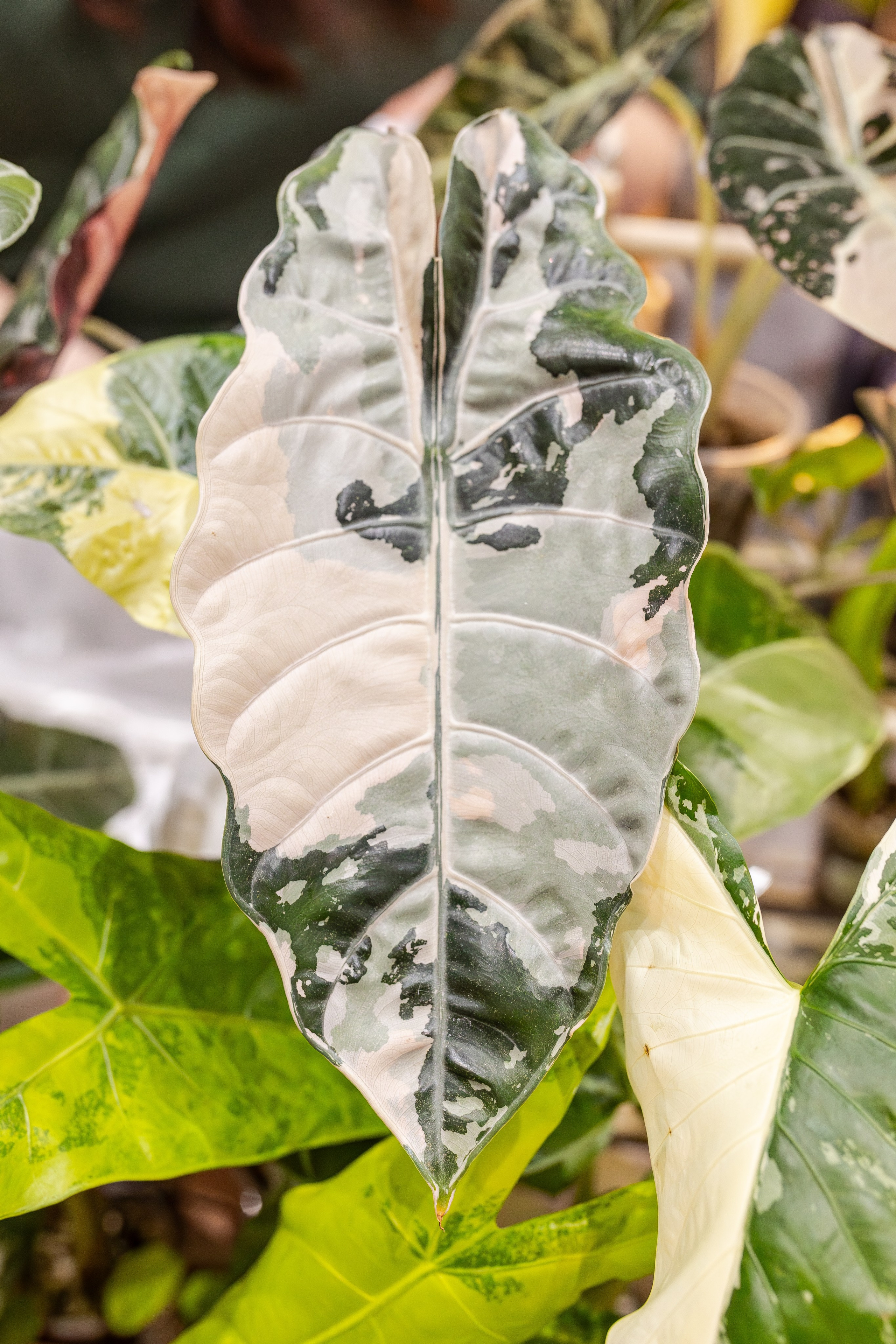 Монстериум апрель 2026. Александра Куликова фотограф, Москва