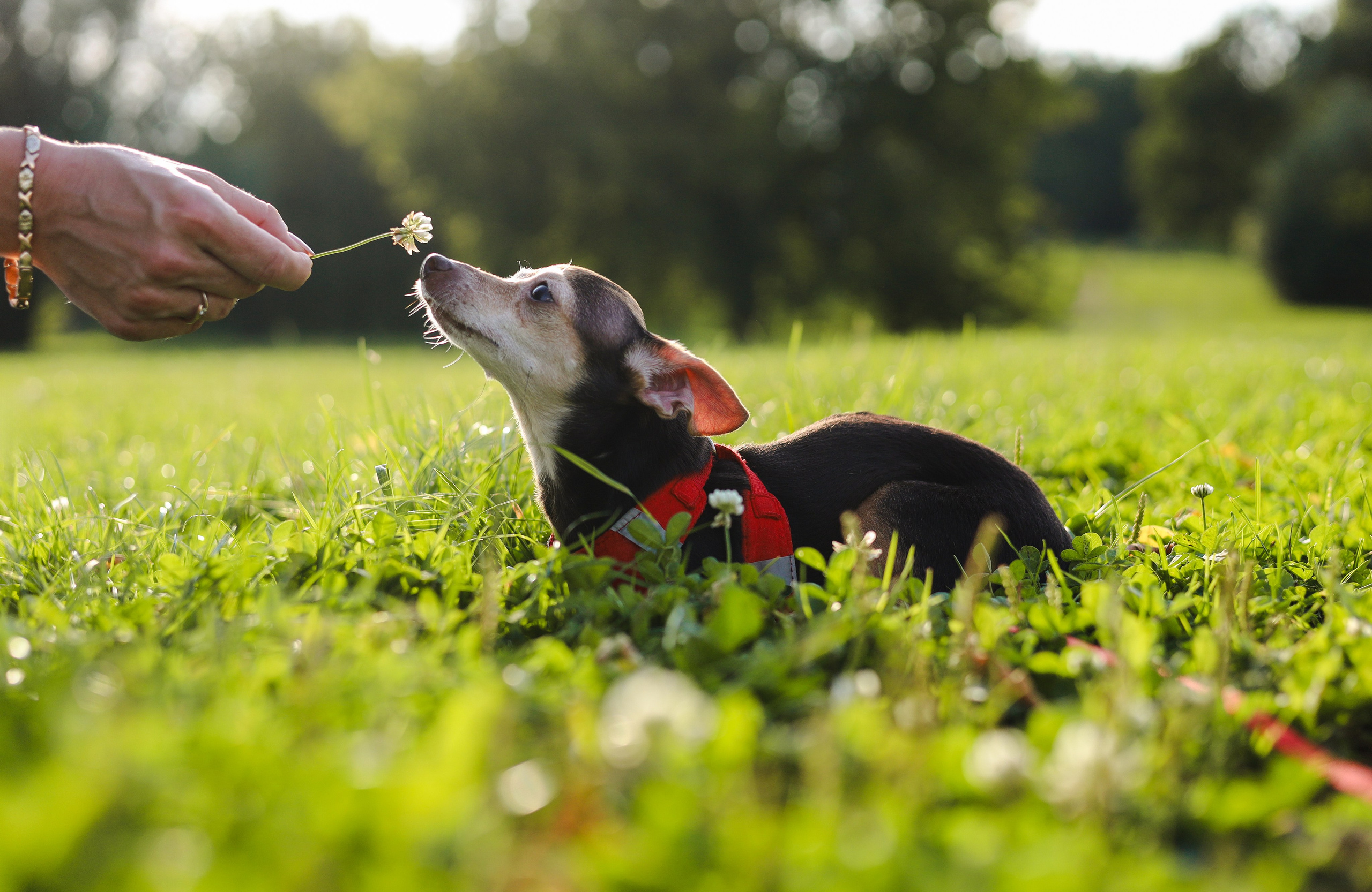 Белла и Марина. Фотограф-анималист Ксения Шевцова|Москва