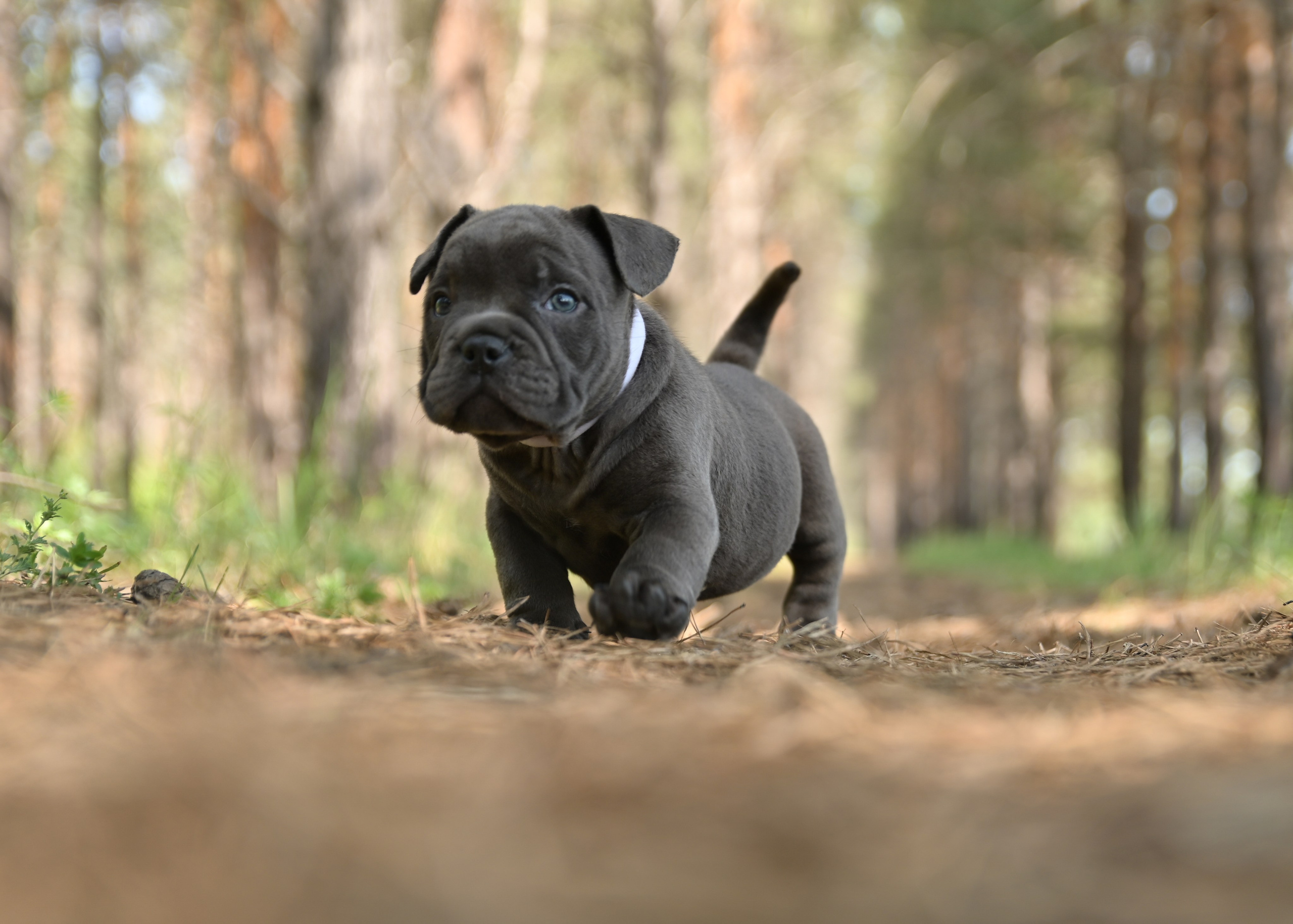 Свободные щенки Американский Булли в Иркутске. Питомник собак Иркутск