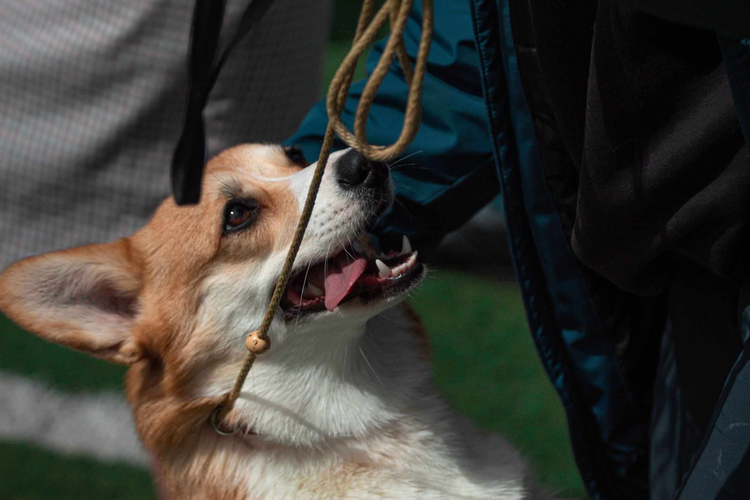 Фотограф анималист для выставки собак в Туле. Фотограф анималист — Тула, Москва