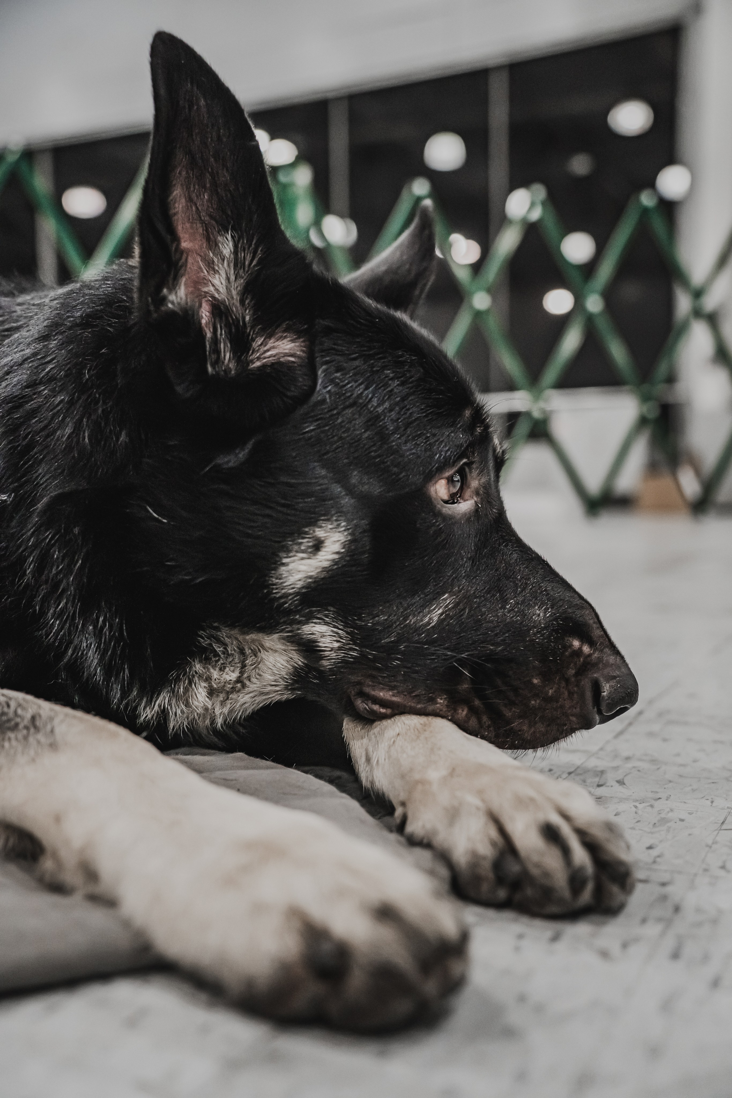 Международная выставка собак всех пород. Репортажный фотограф Анастасия Рубцова