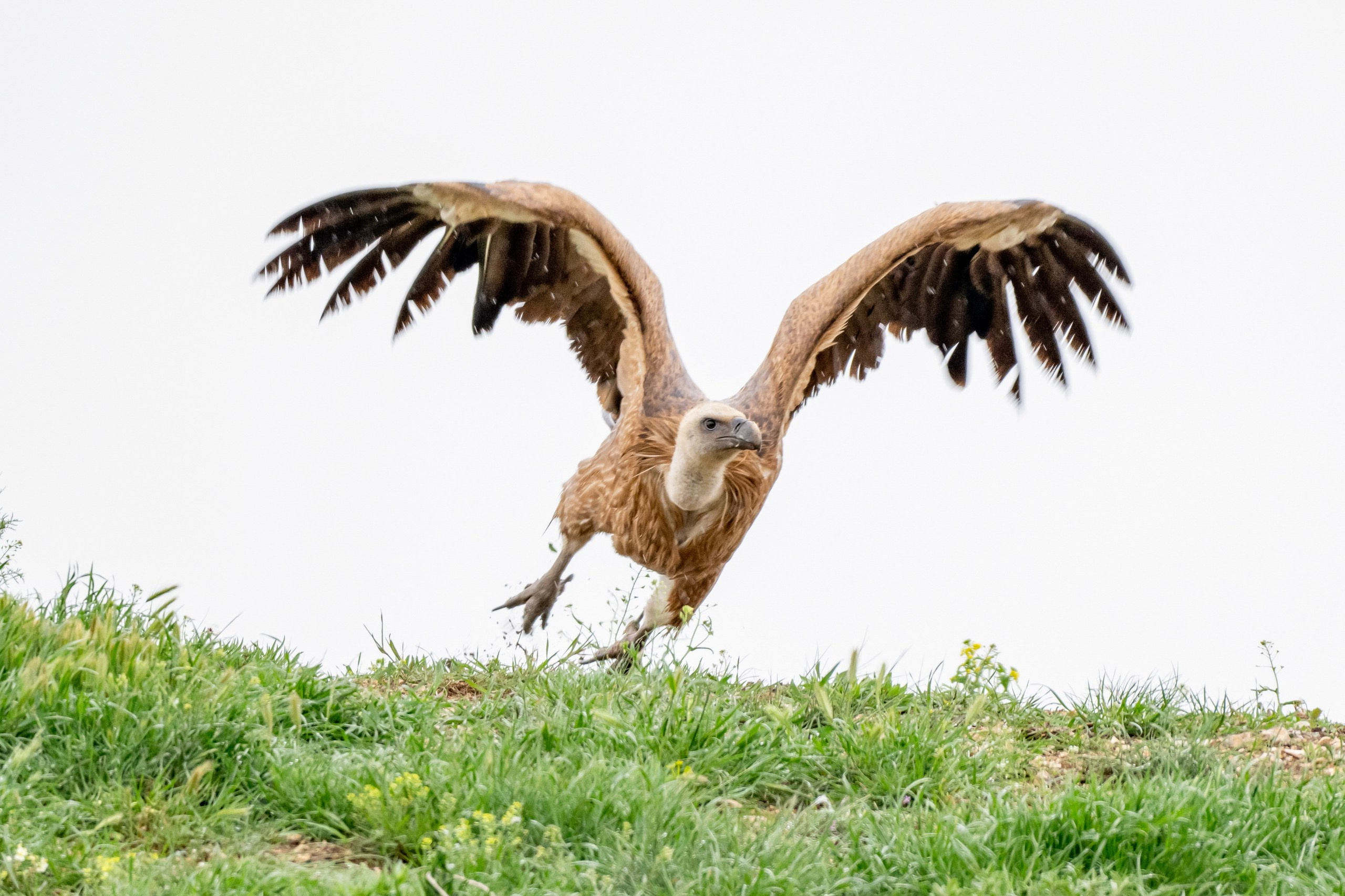 Пейзажный фотограф, Фотографии дикой природы. Foto-Zuev фотография как искусство
