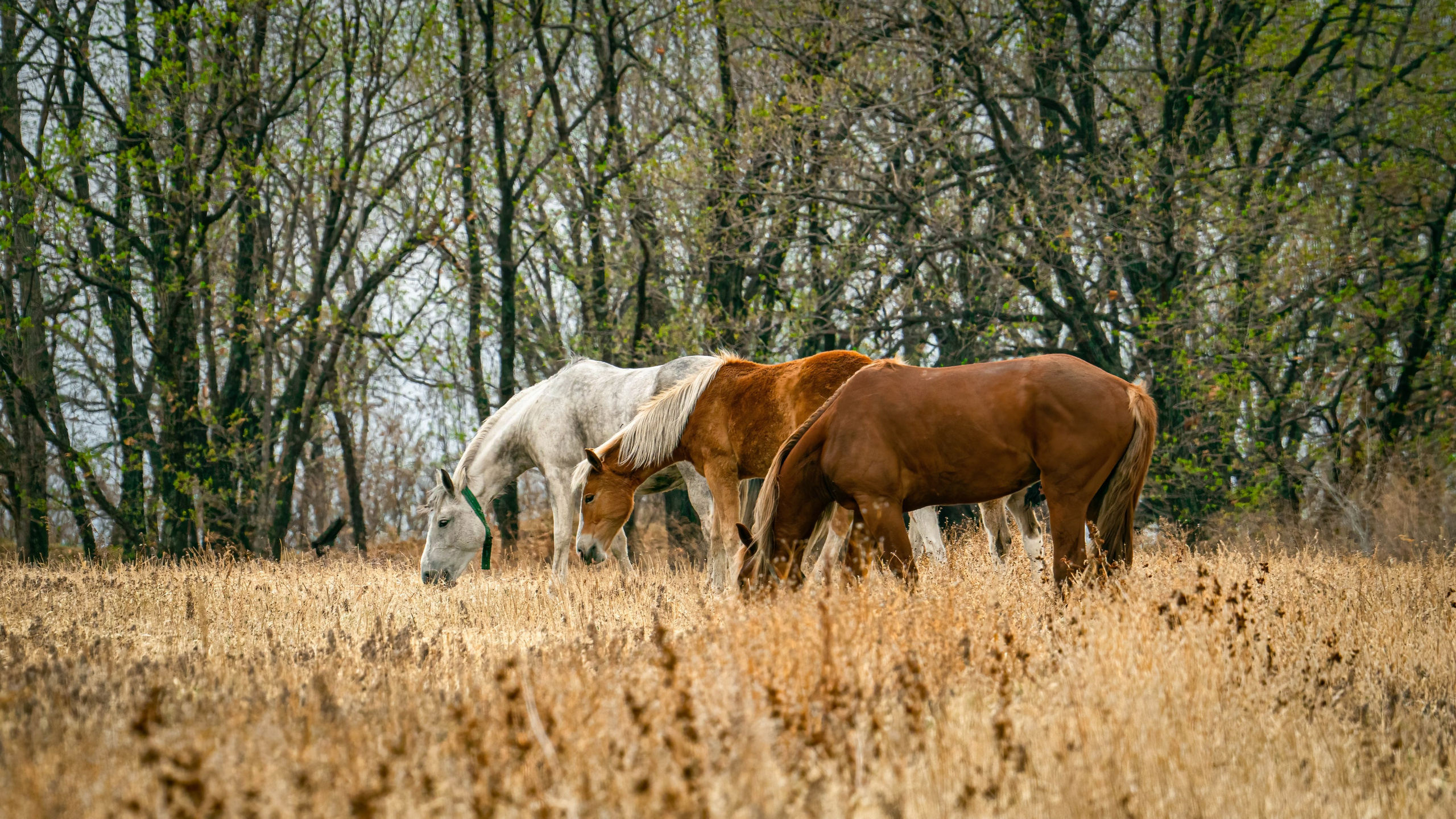 Портфолио. Фотограф и видеограф, видеомонтаж в Амурской области Игорь Иванов