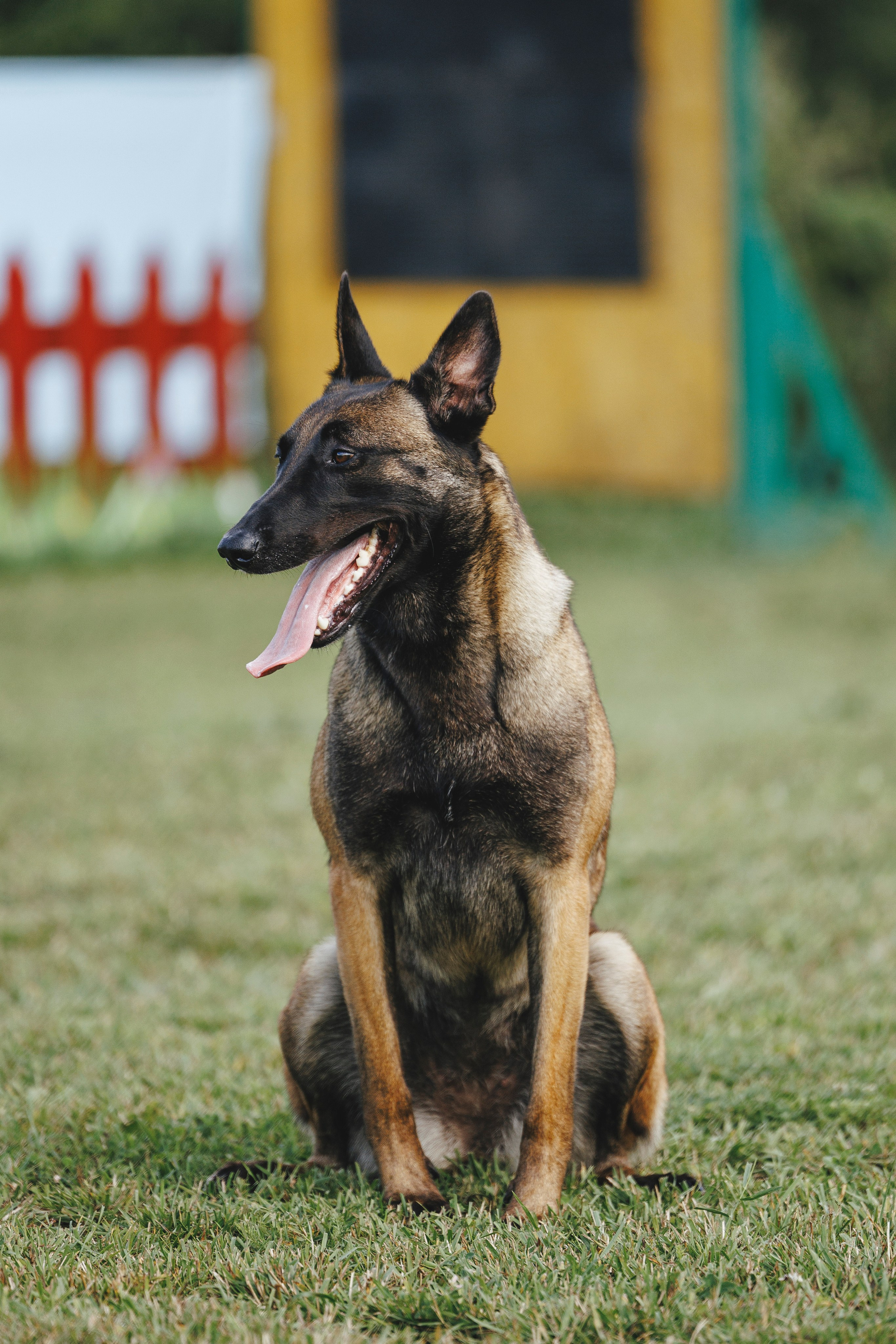 08.08.25-10.08.25 ЧР по мондьорингу г. Вологда. Фотограф-анималист Анна Маринич