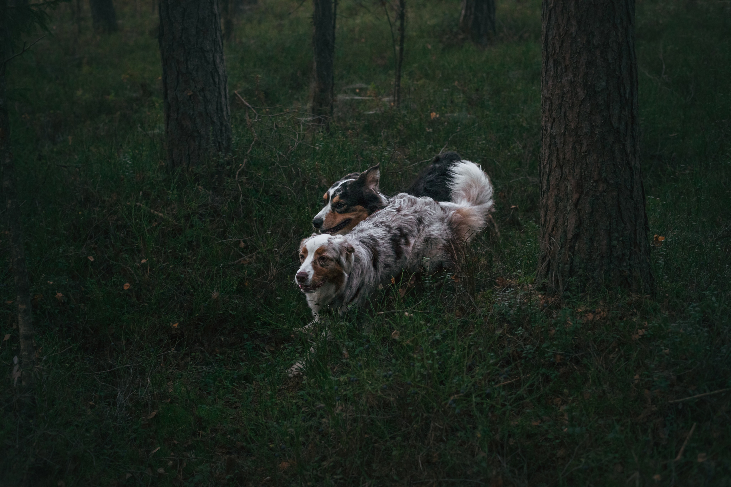 Фотопрогулка в Ленобласти. Фотограф-анималист Татьяна Степанова