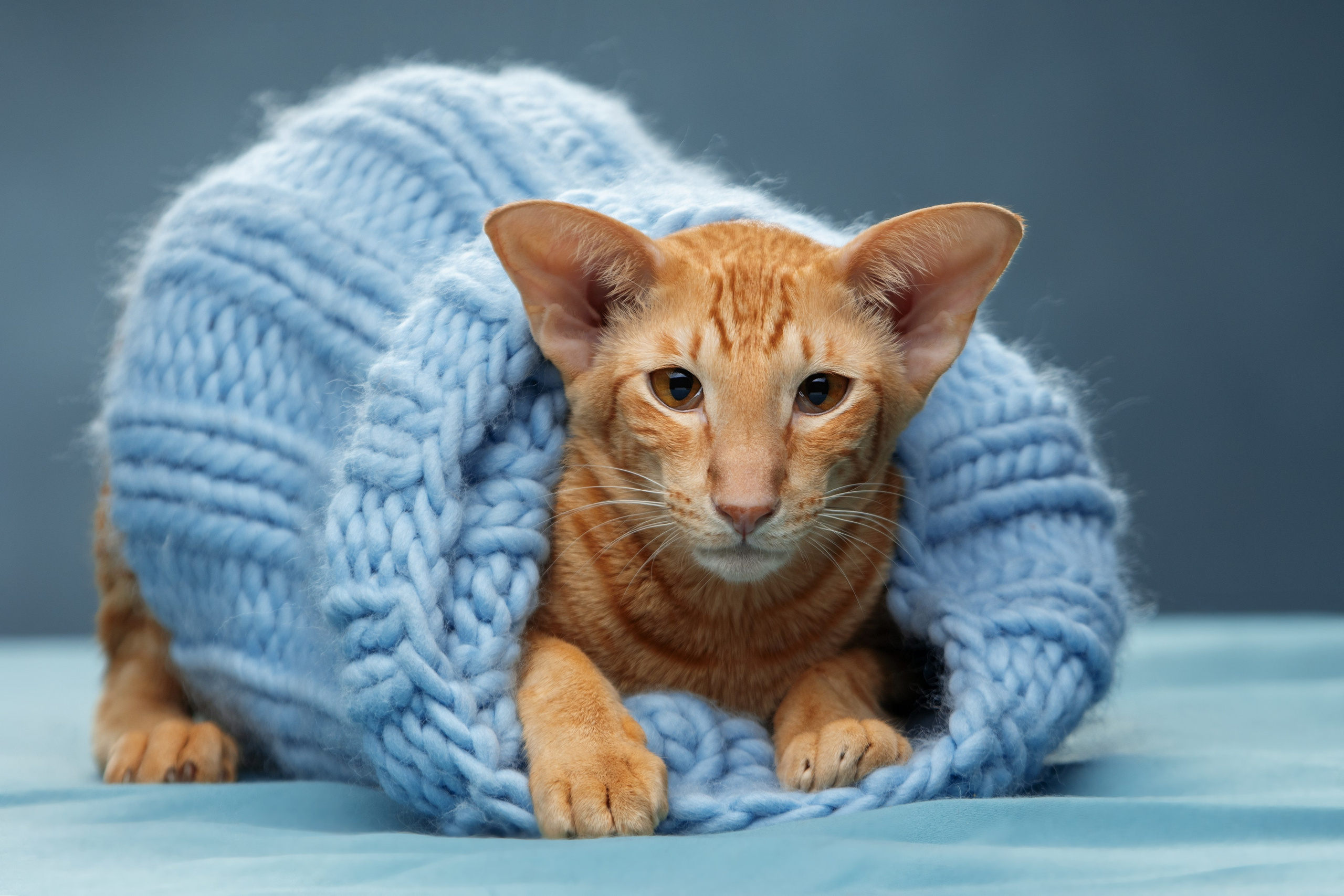 Кошки. Фотограф-анималист Юлия Зубкова