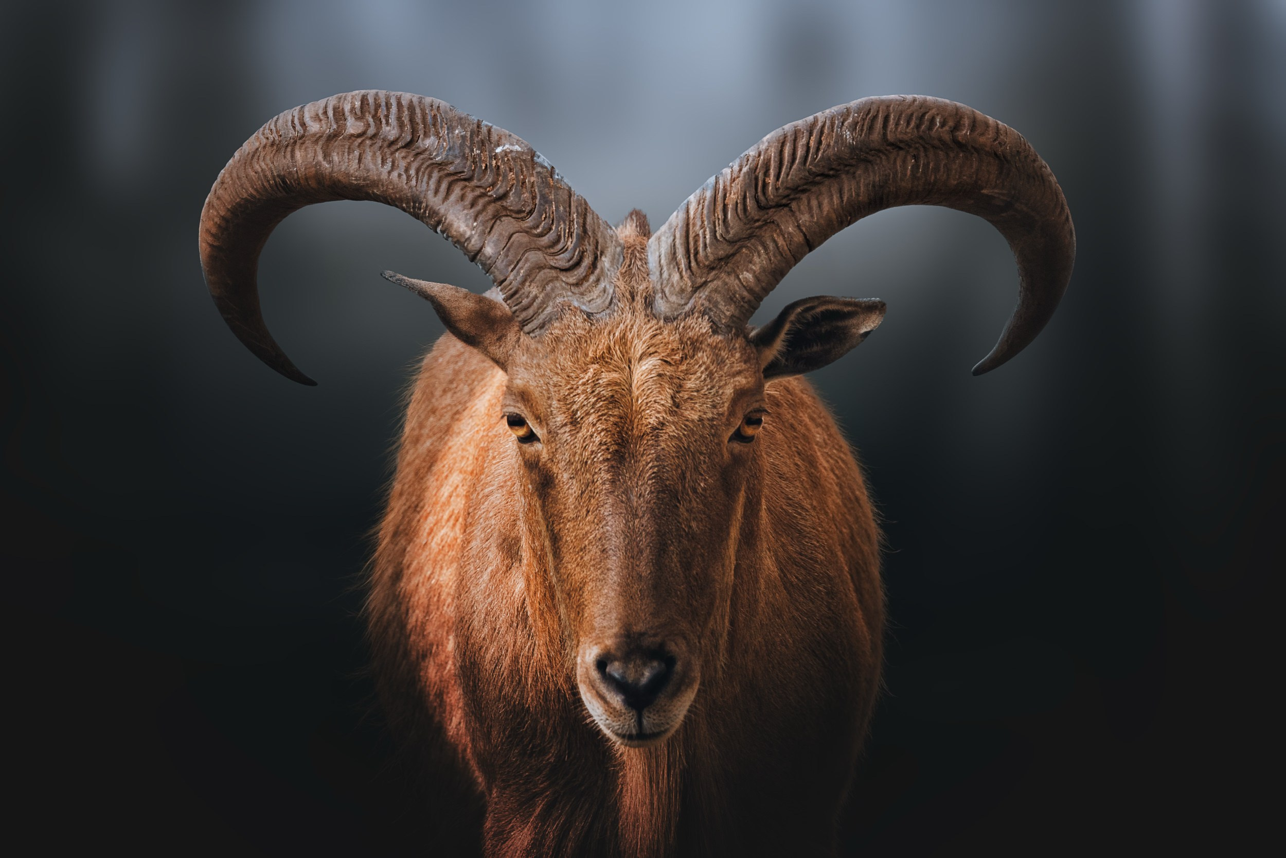 Дикая природа • Wildlife. Елена Ивановой • Профессиональный фотограф