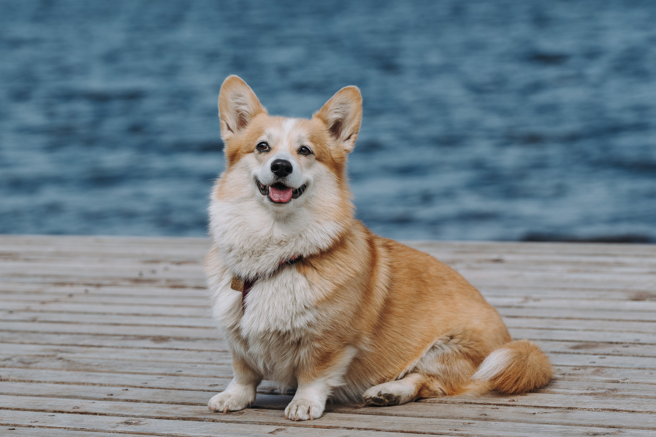 Соревнования по ноузворку в Лосево. Фотограф анималист в Спб недорого Олеся Майорова