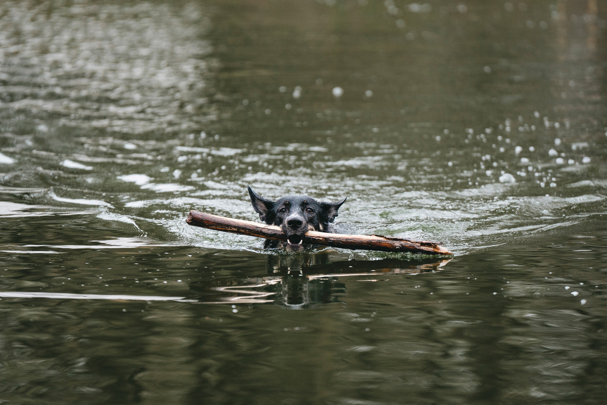 Эля и Шиза. Фотограф анималист в Спб недорого Олеся Майорова