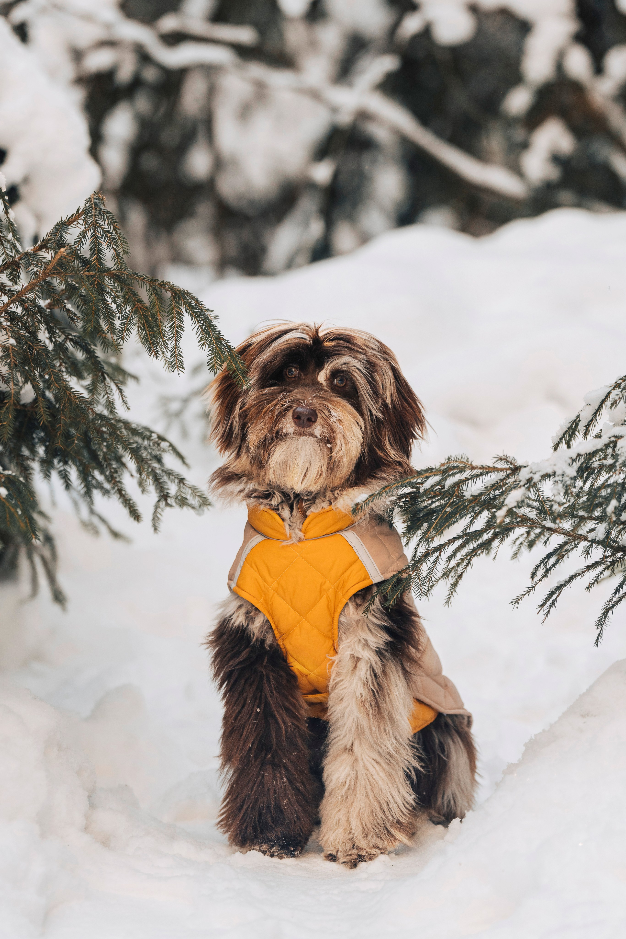 Хэйзел и её семья. Фотограф анималист в Спб недорого Олеся Майорова