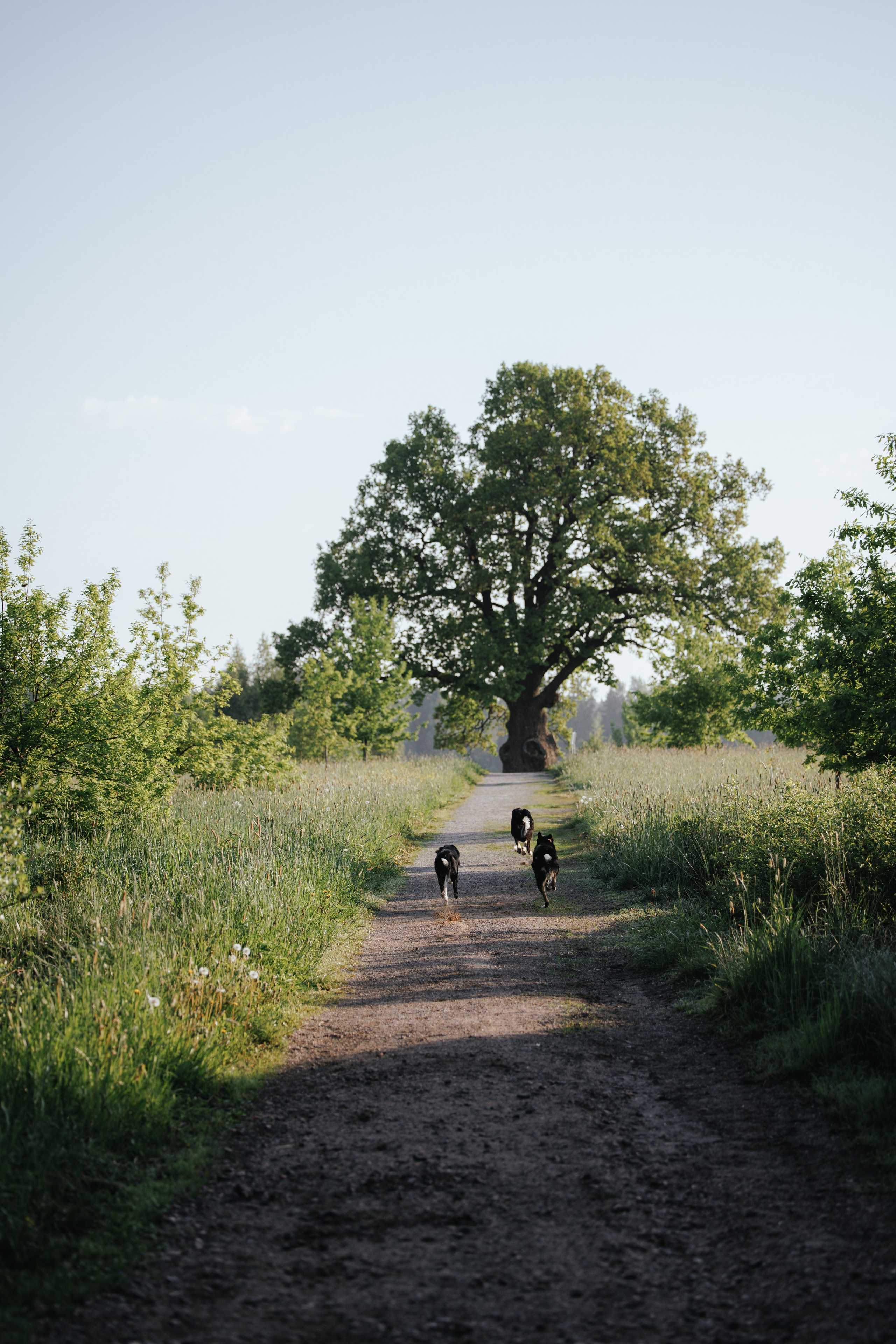 Токи, Янки, Лось, Мако и Рин. Фотограф анималист Осипчикова Мария