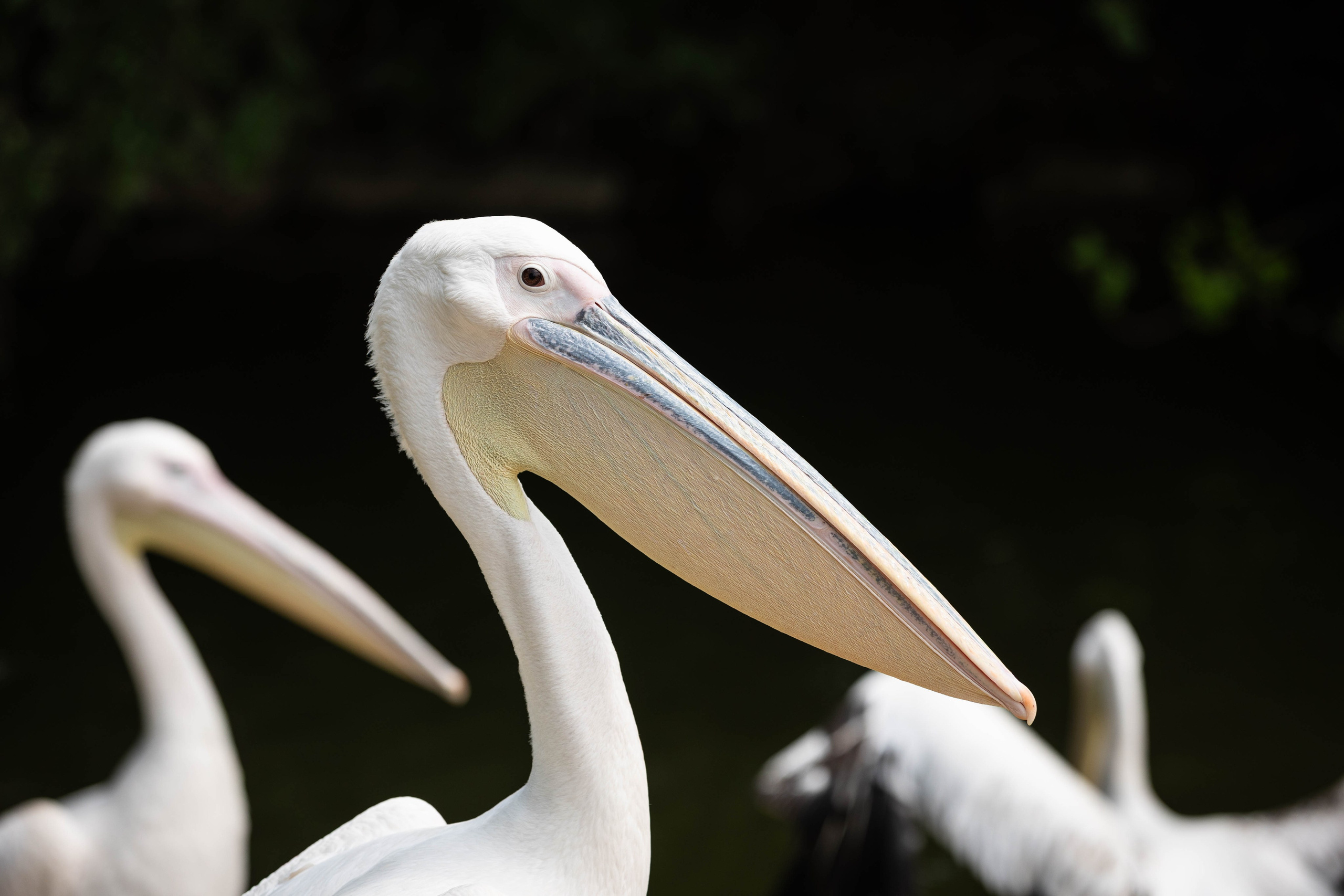 Зоопарк Малинки. Фотограф-АниМалист Анна Абрамова