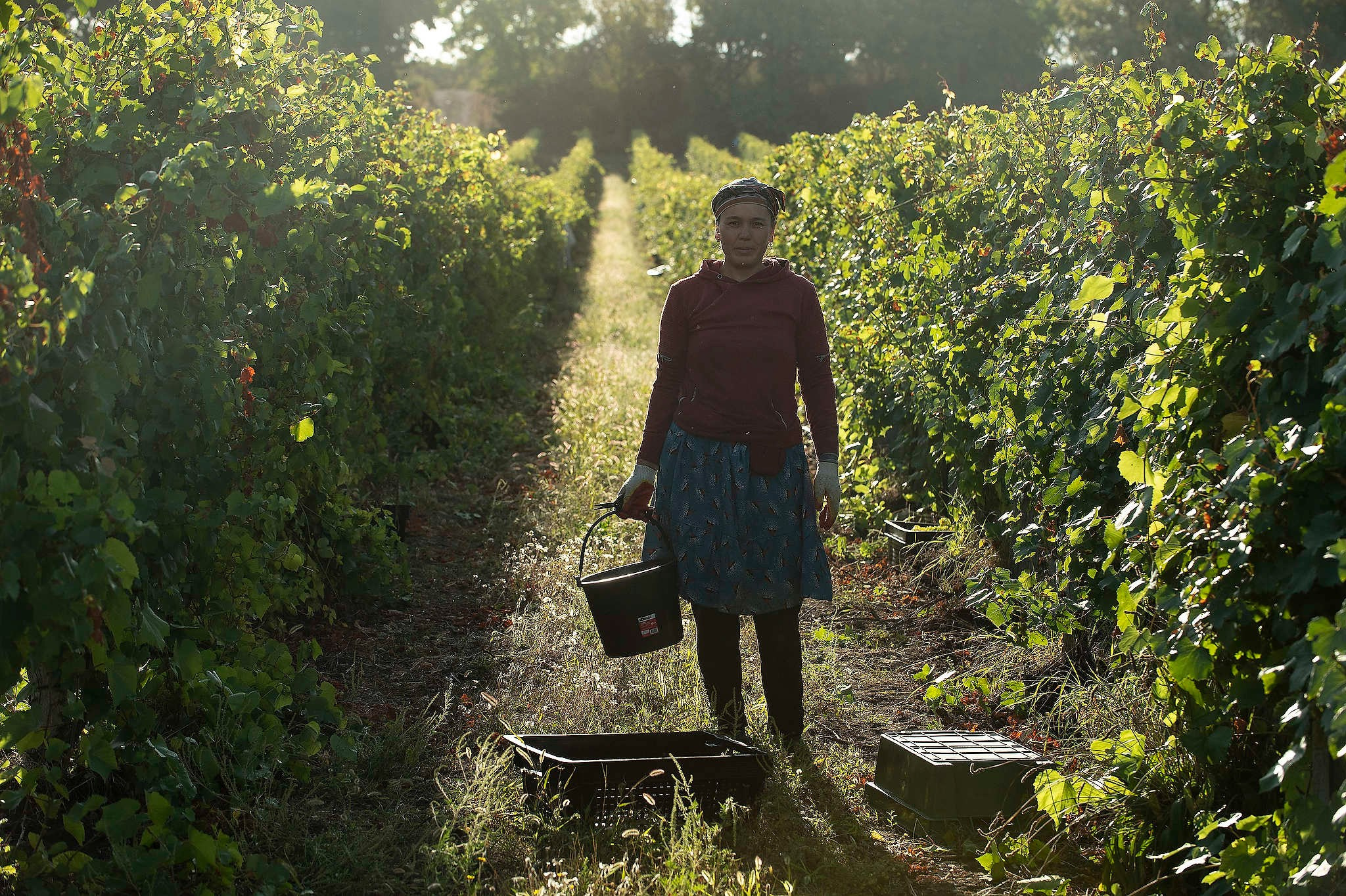 Винодельни Краснодарского края. Фотограф Михаил Мордасов, Сочи. Мероприятия, портреты, спорт, репортаж