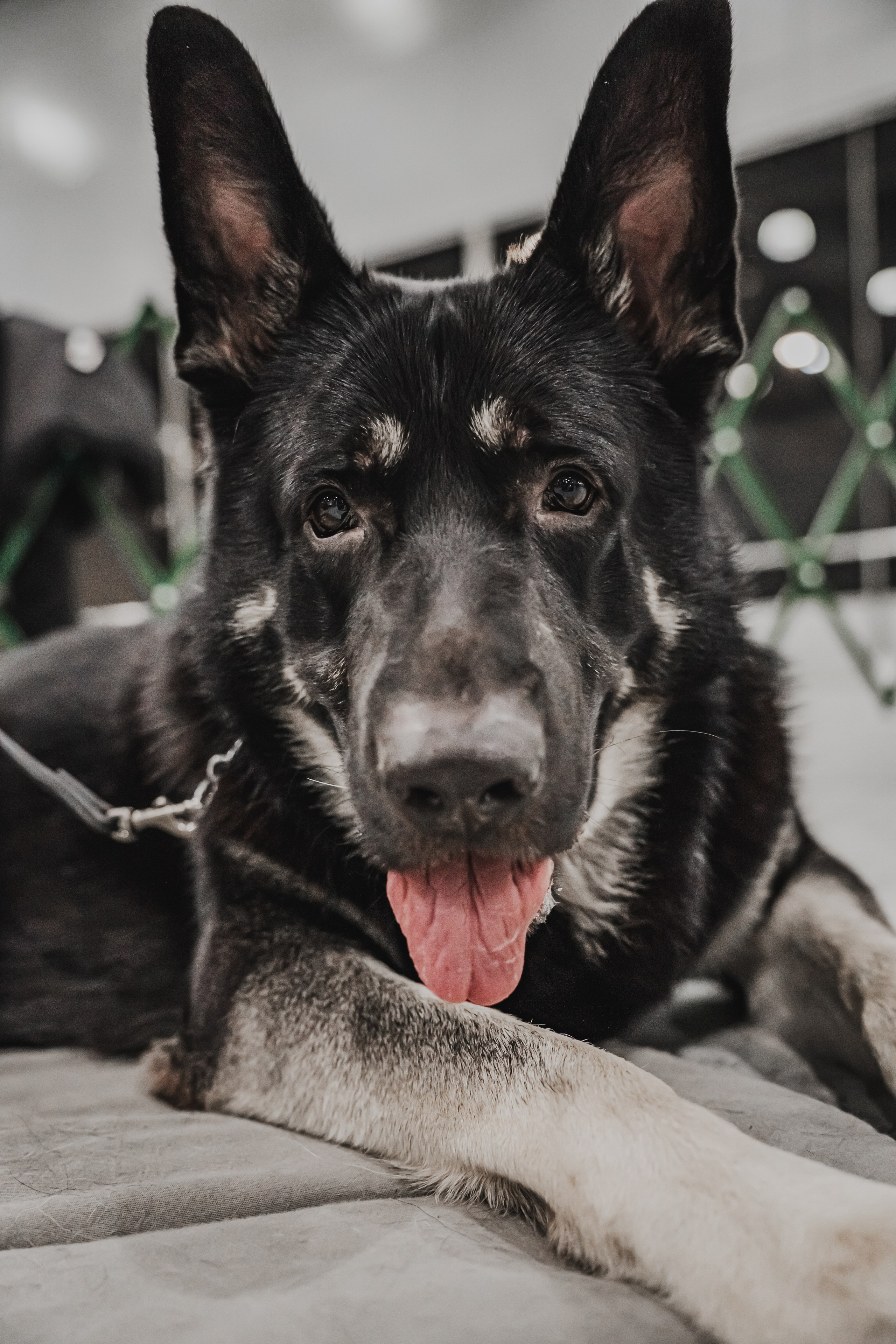 Международная выставка собак всех пород. Репортажный фотограф Анастасия Рубцова