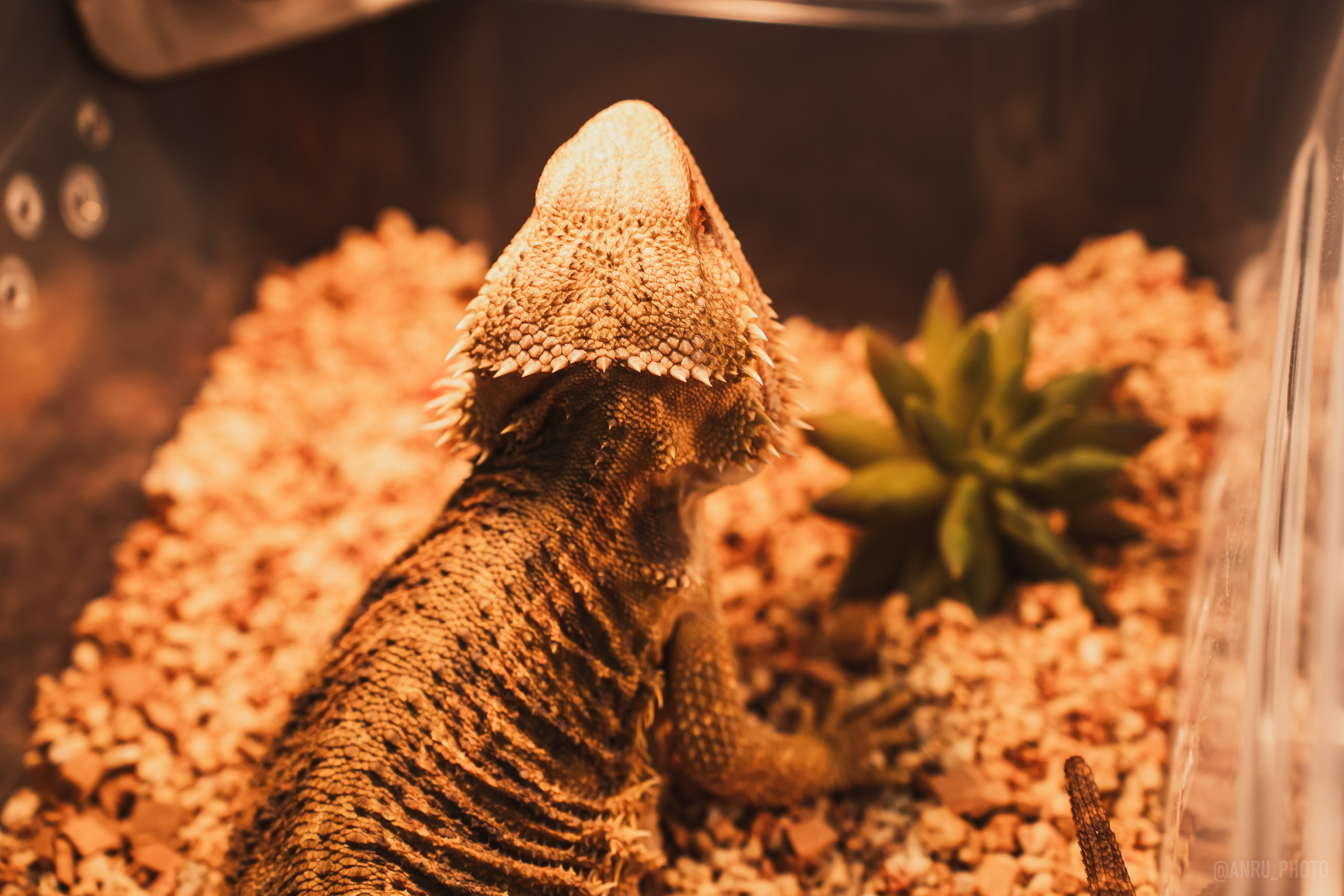 Fox Family fest. Репортажный фотограф Анастасия Рубцова