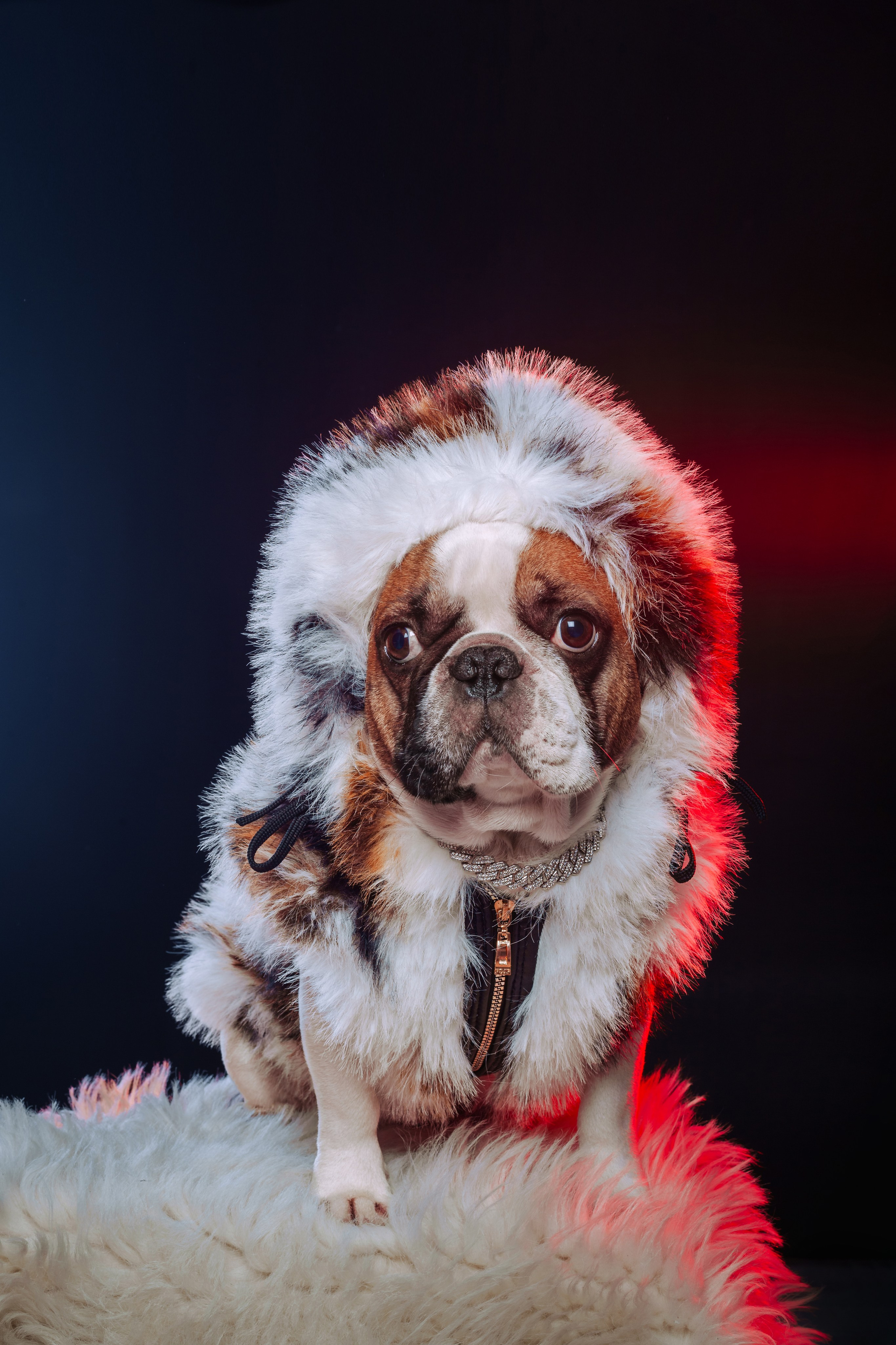 Студийная фотосессия с цветным светом. Фотограф-анималист Татьяна Степанова